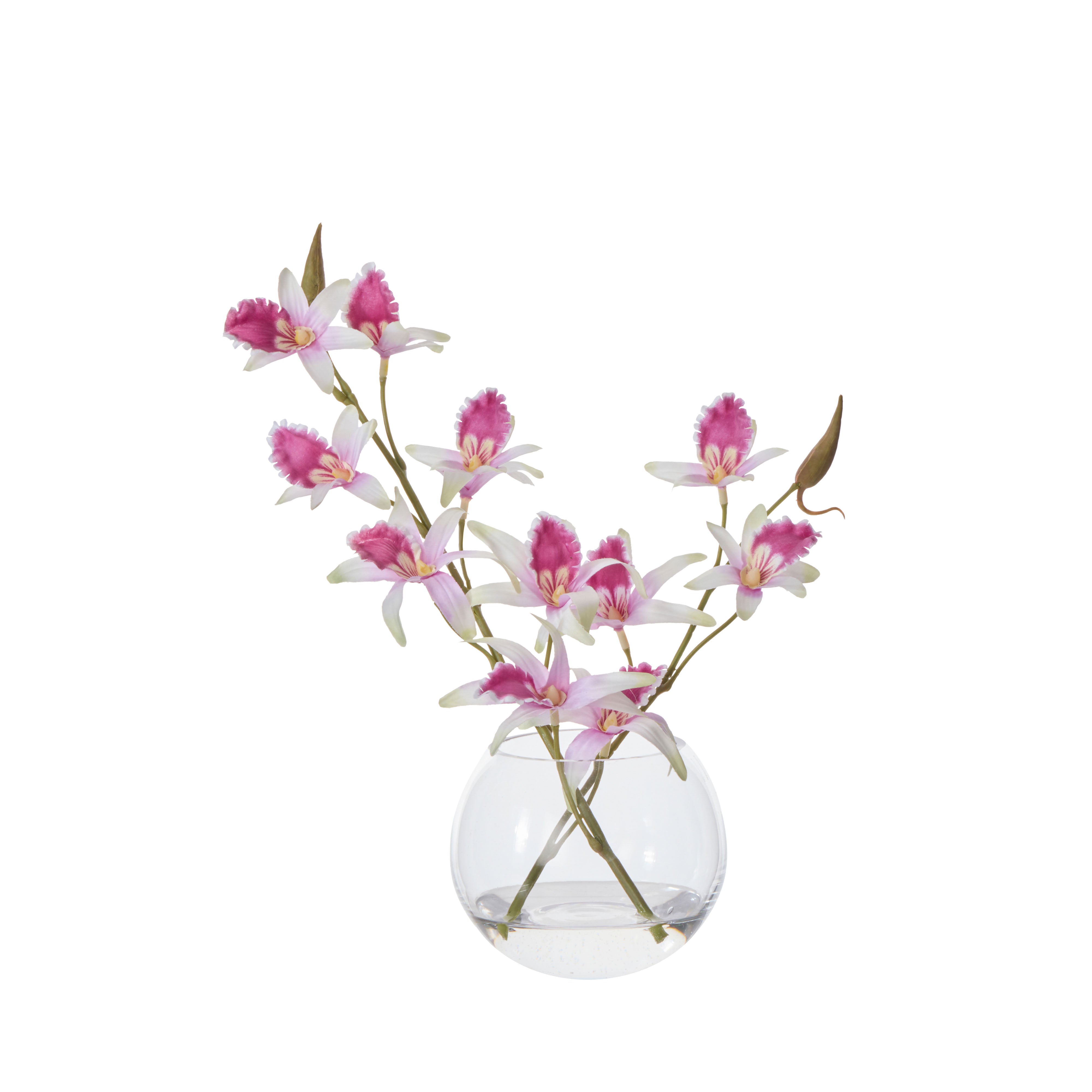 Rogue Dendrobium - Sphere Purple