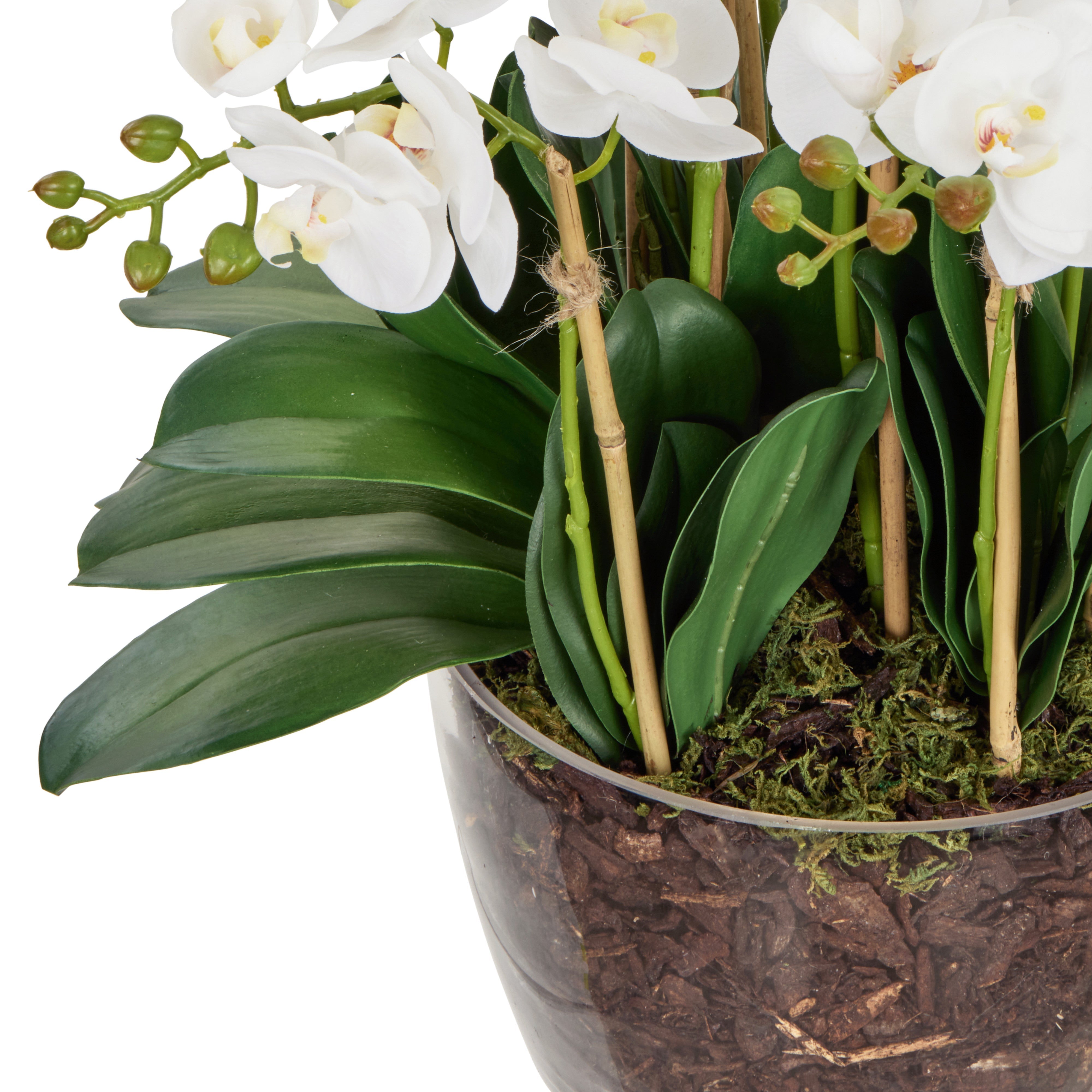 Rogue Phalaenopsis - Classic Bowl White & Green