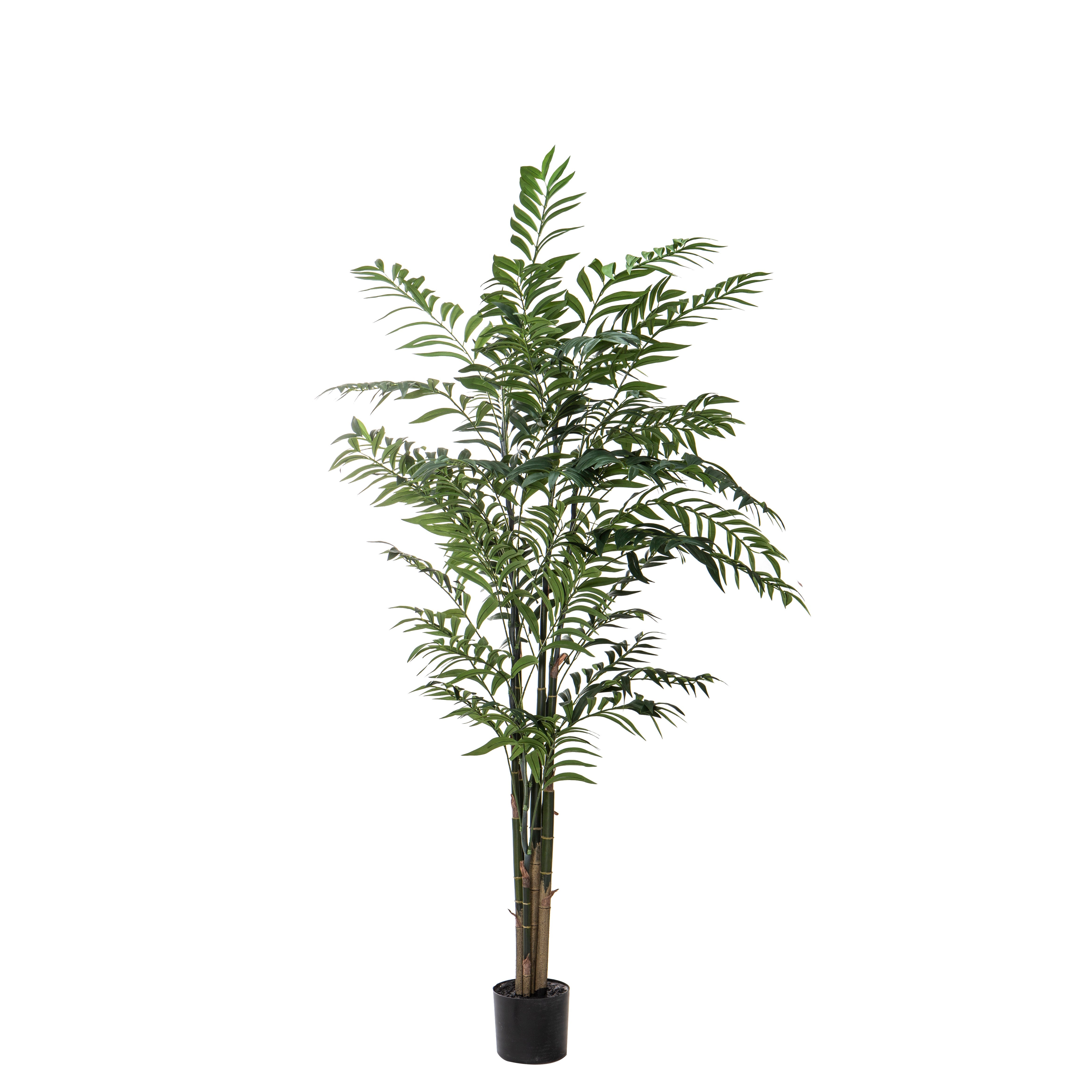 Rogue Deluxe Bamboo Palm 183cm