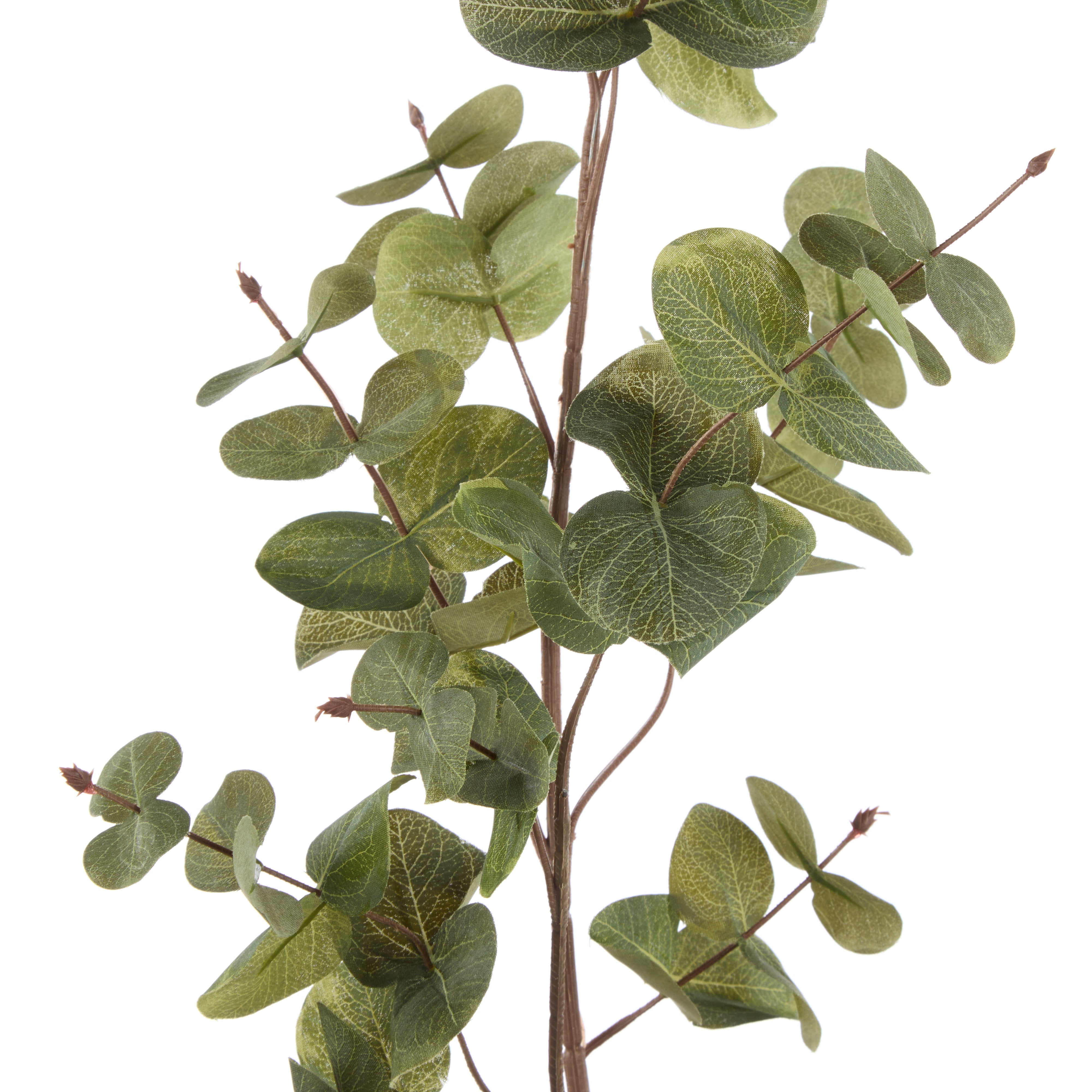 Rogue Round Eucalyptus Spray 12x12x90cm