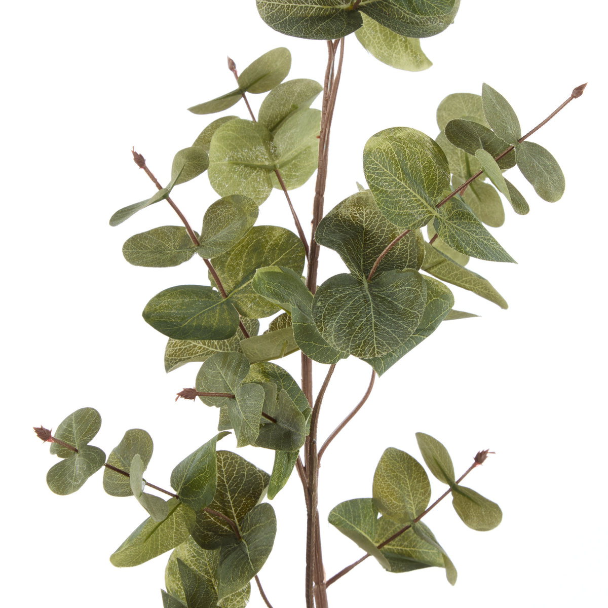 Rogue Round Eucalyptus Spray 12x12x90cm
