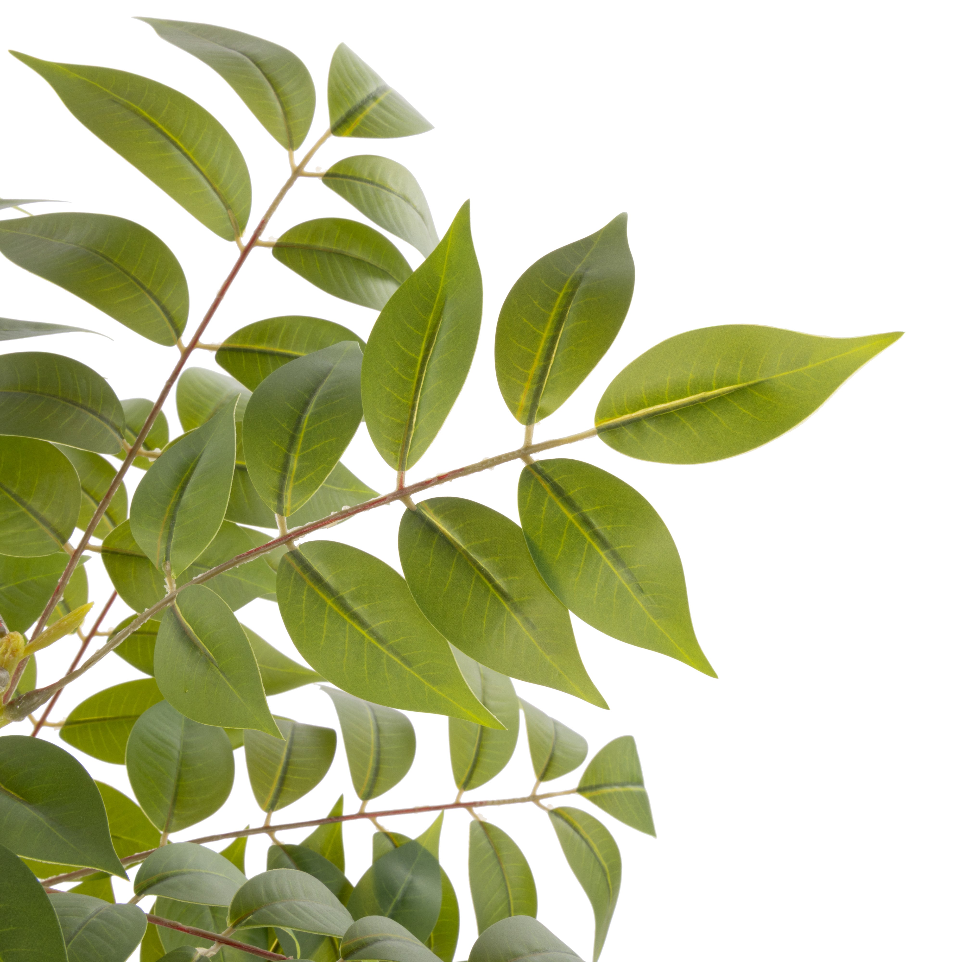 Rogue Wisteria Tree - Garden Pot 150cm