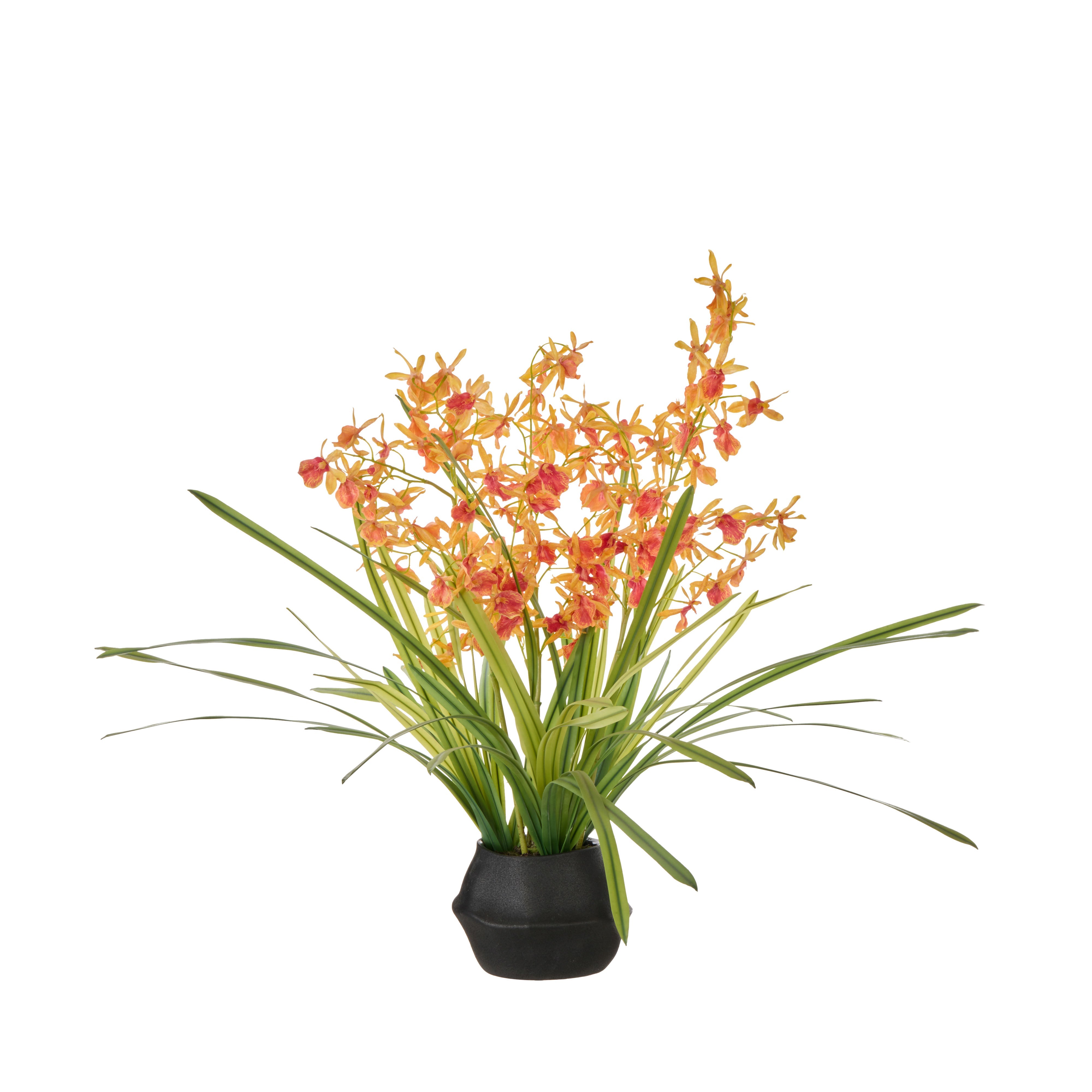 Rogue Dendrobium Plant - Maliah Orange & Green Small