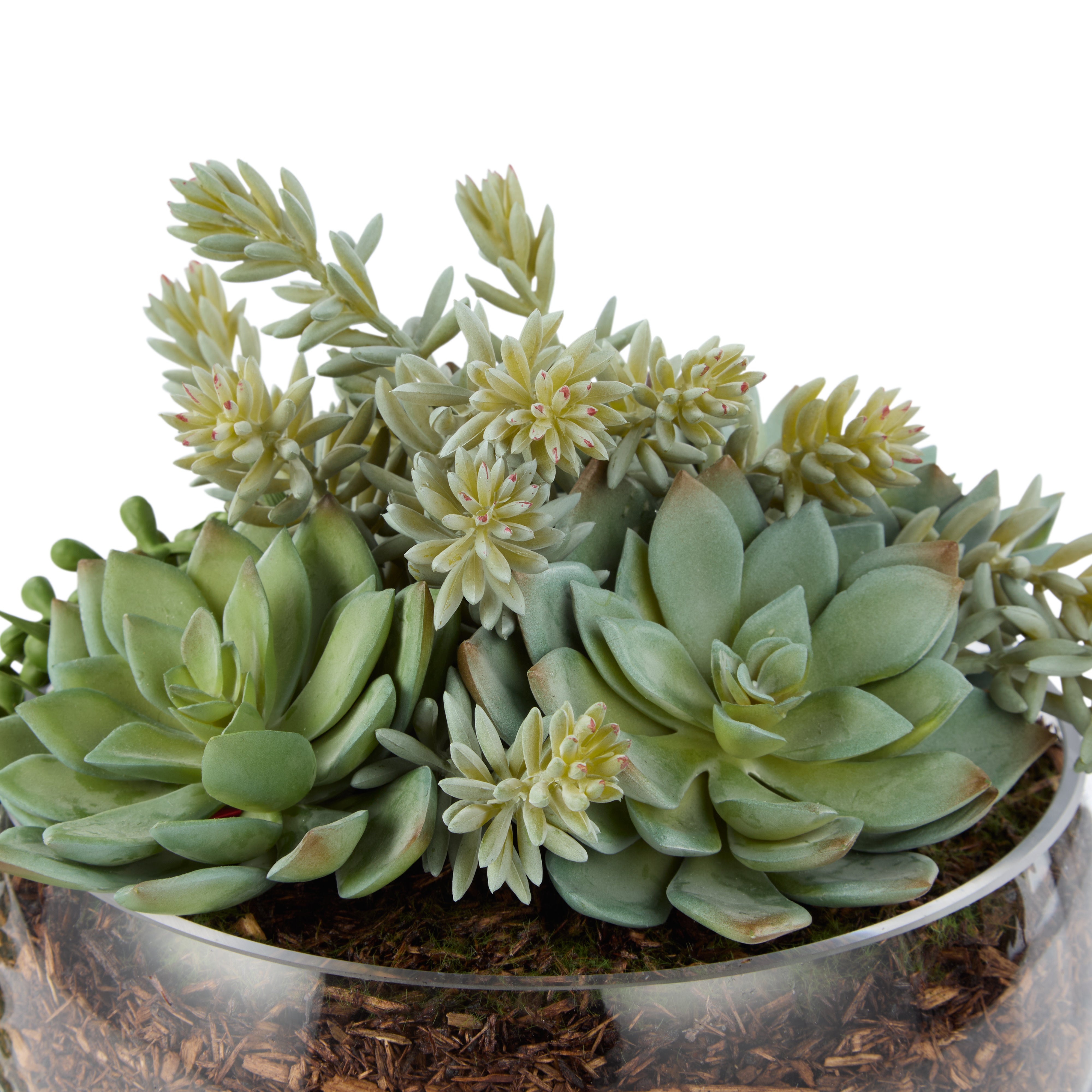 Rogue Succulent Mix - Scarlett Bowl 27cm