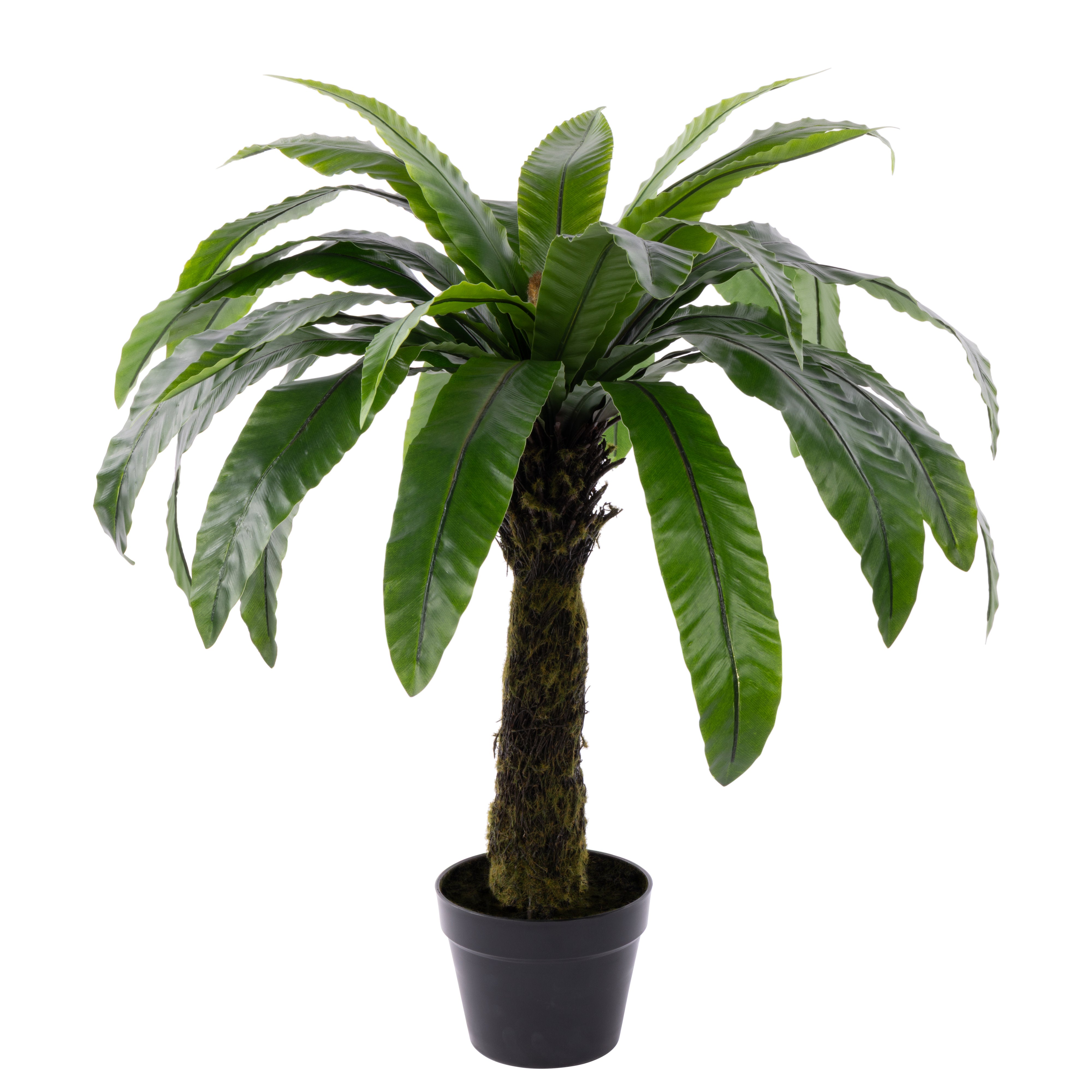 Rogue Bird's Nest Fern UV - Garden Pot 90cm