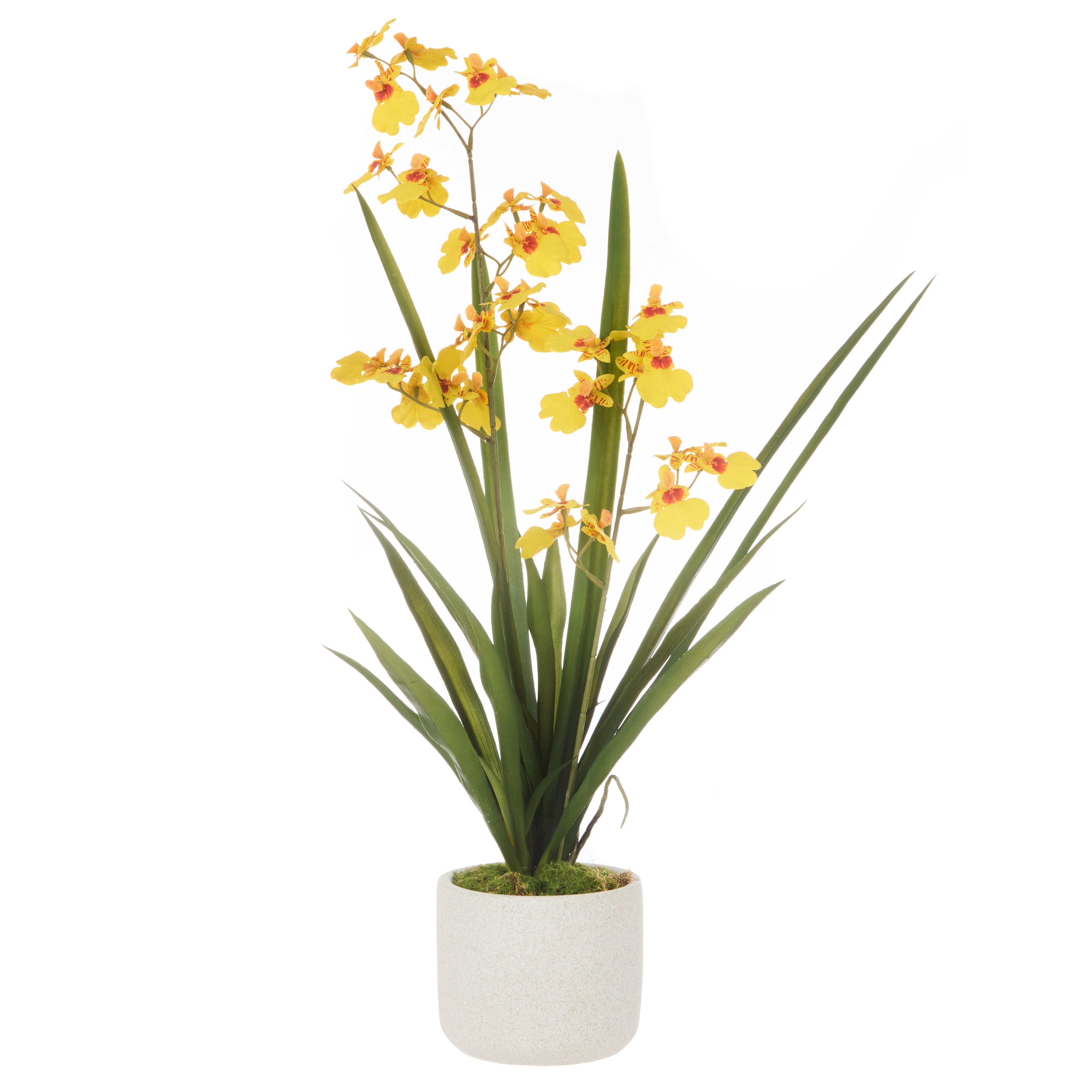 Rogue Dancing Orchid Pot 58cm