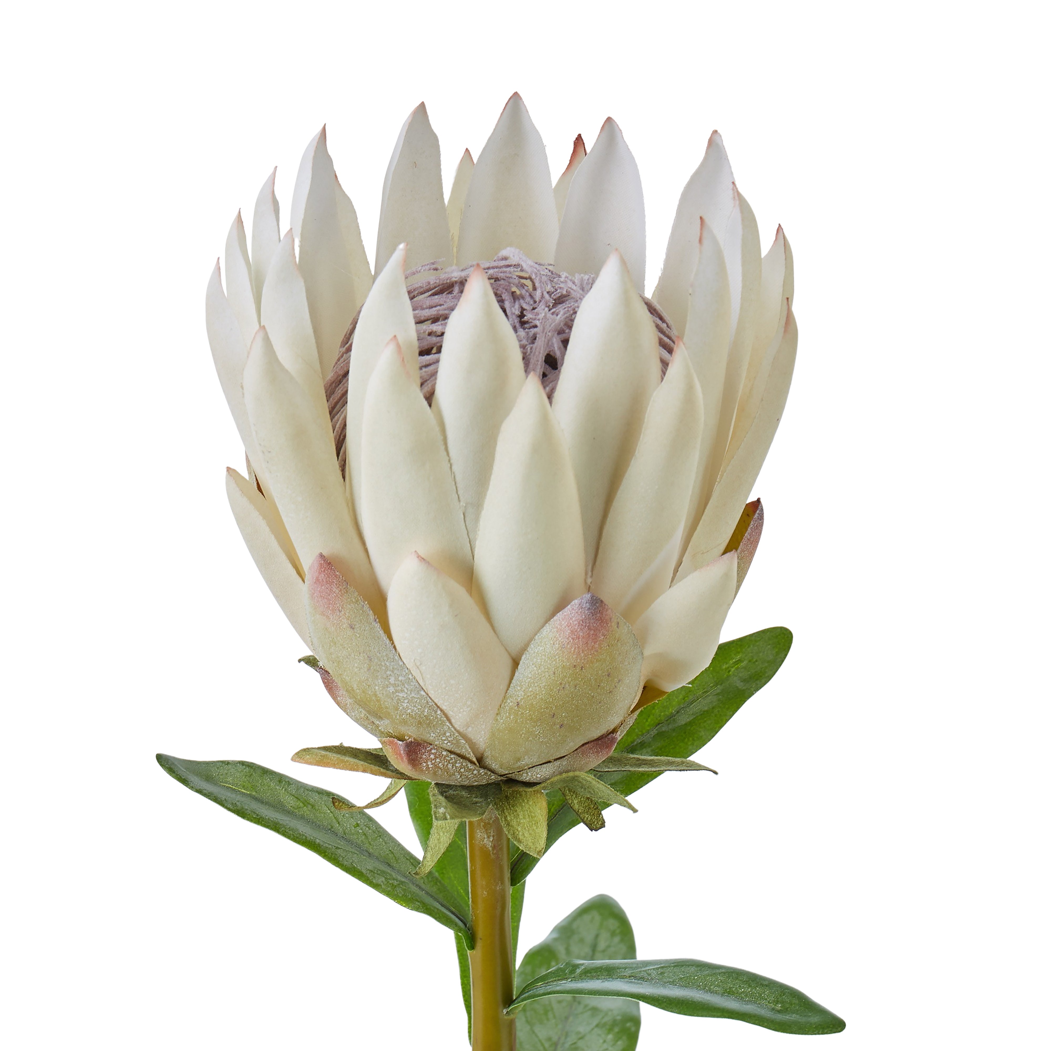 Rogue Protea Spray