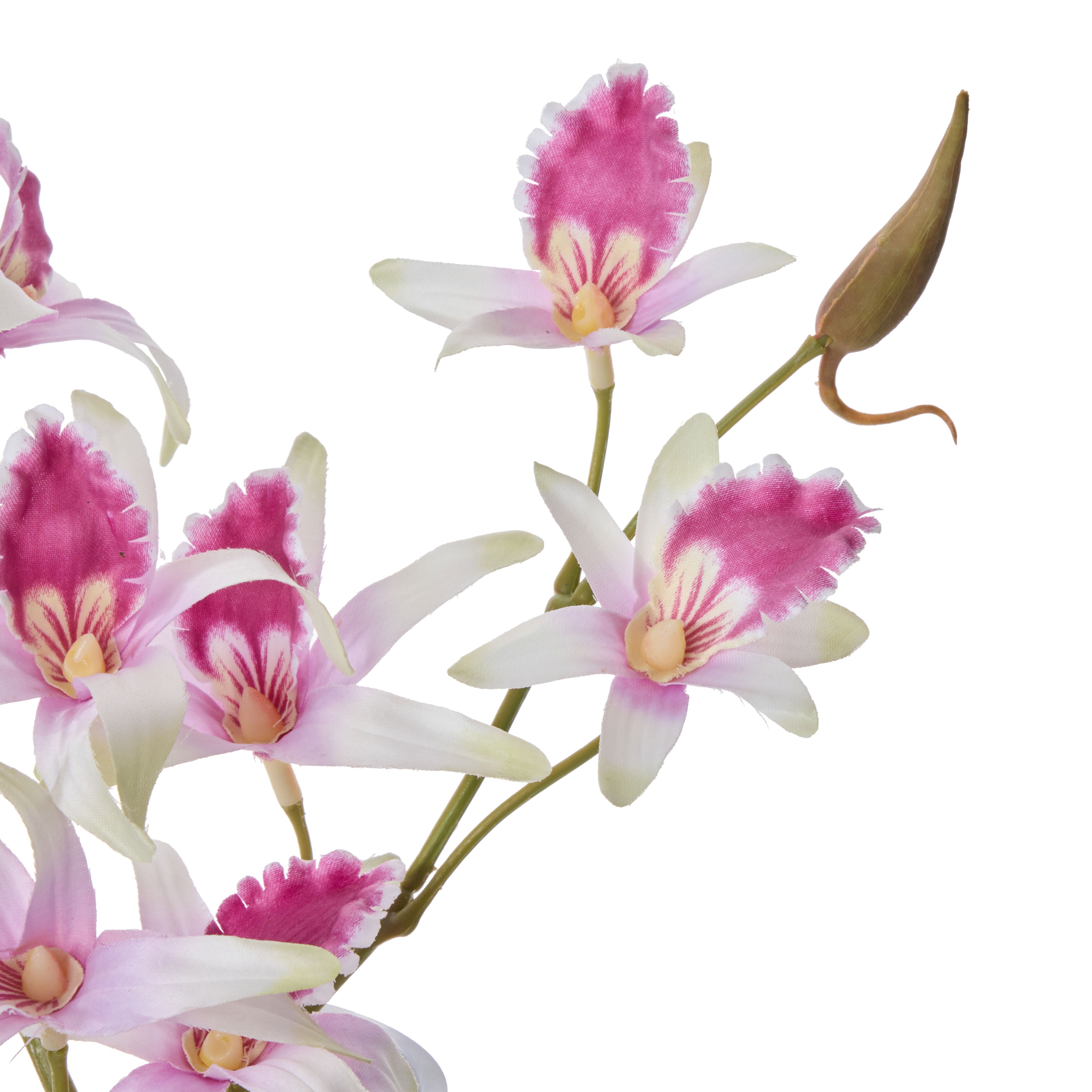 Rogue Dendrobium - Sphere Purple
