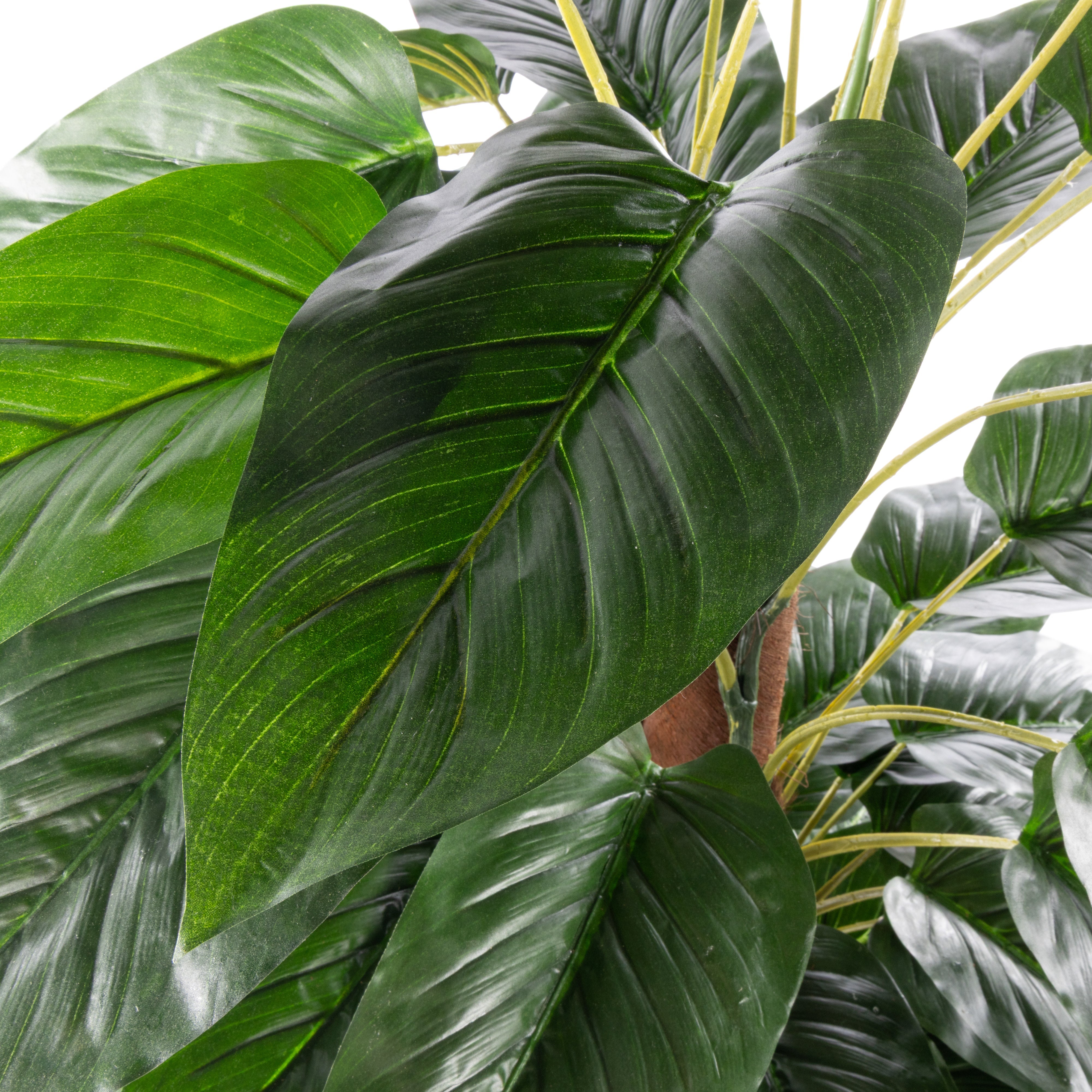 Rogue Philodendron UV - Garden Pot 180cm