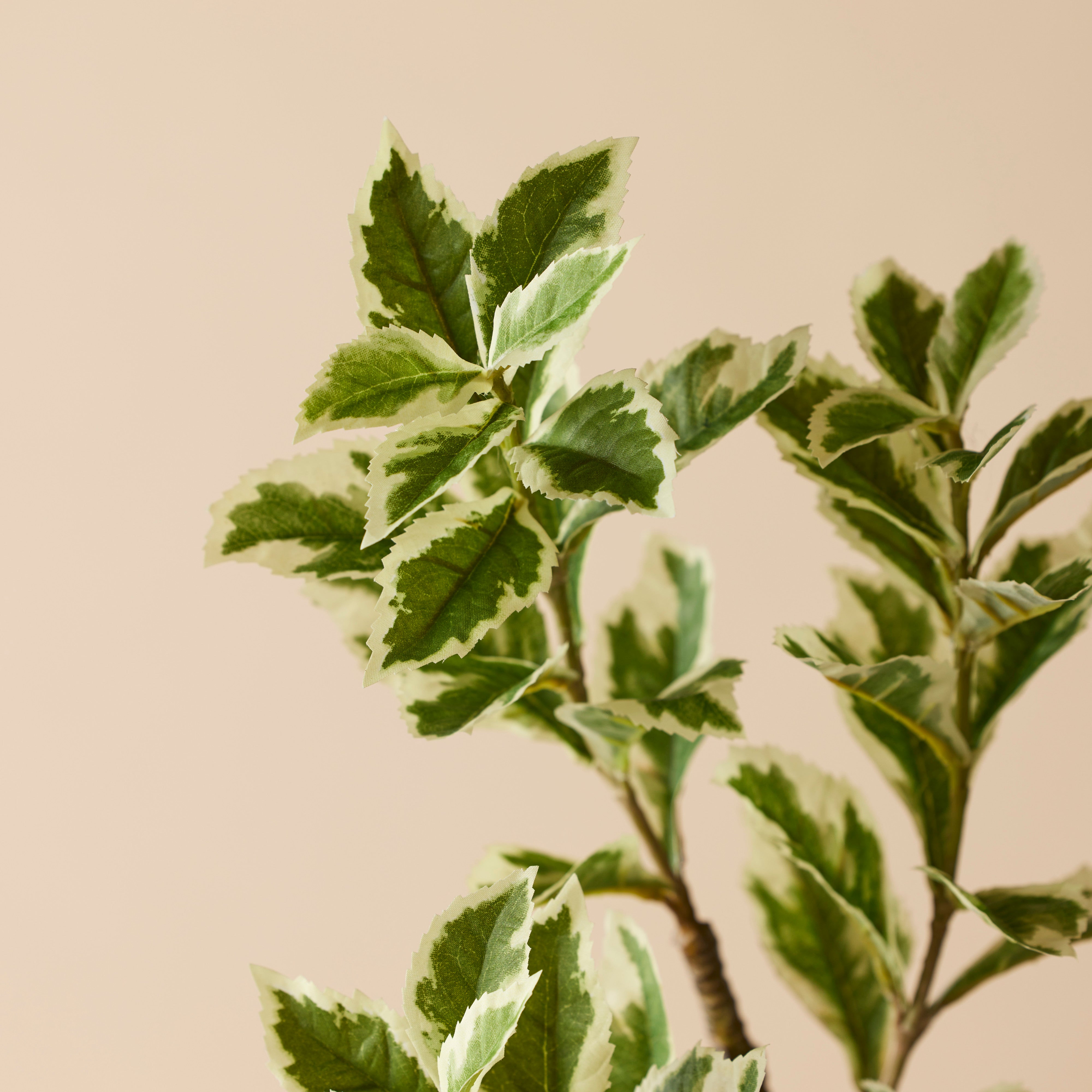 Rogue Ficus Variegated Spray