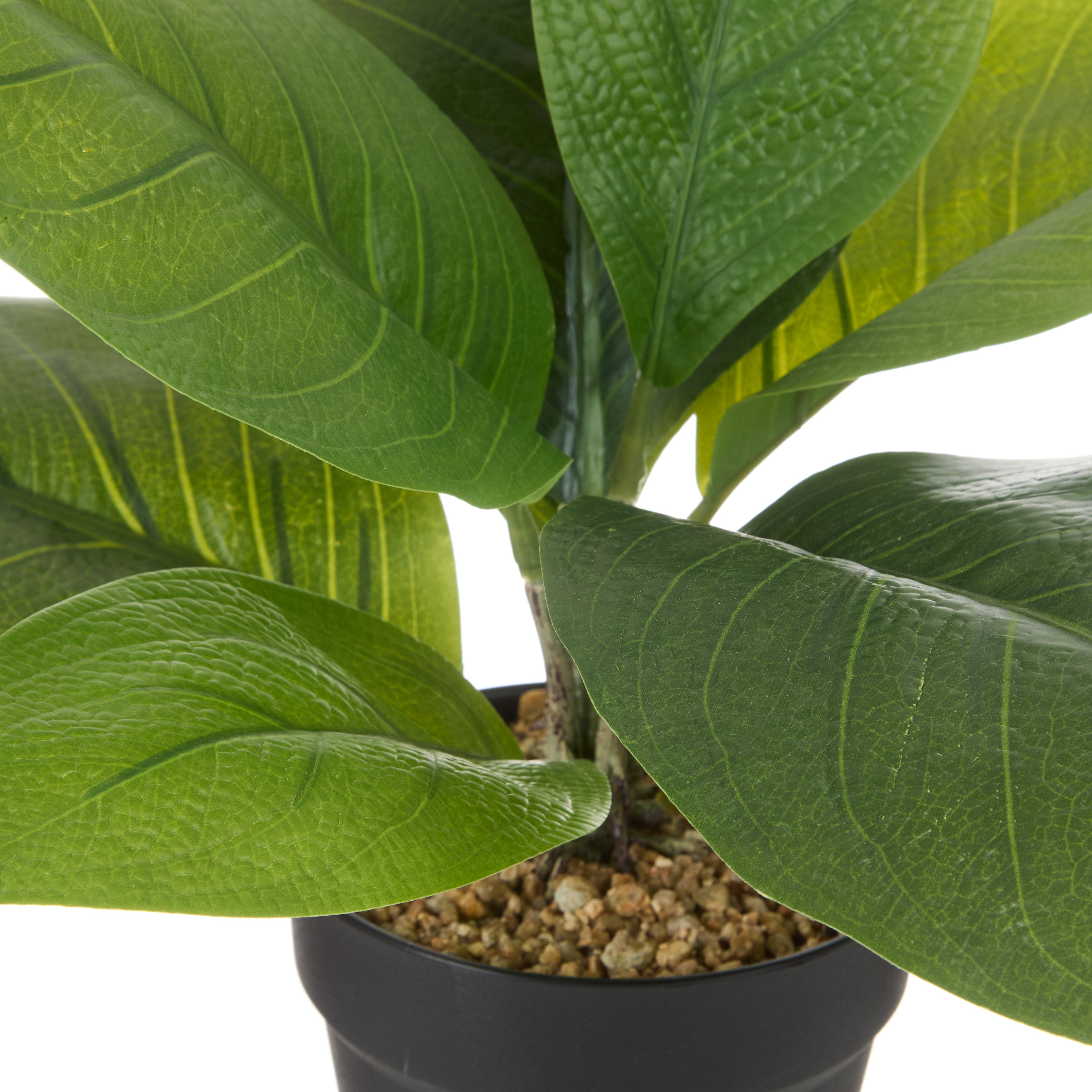 Rogue Lush Plant