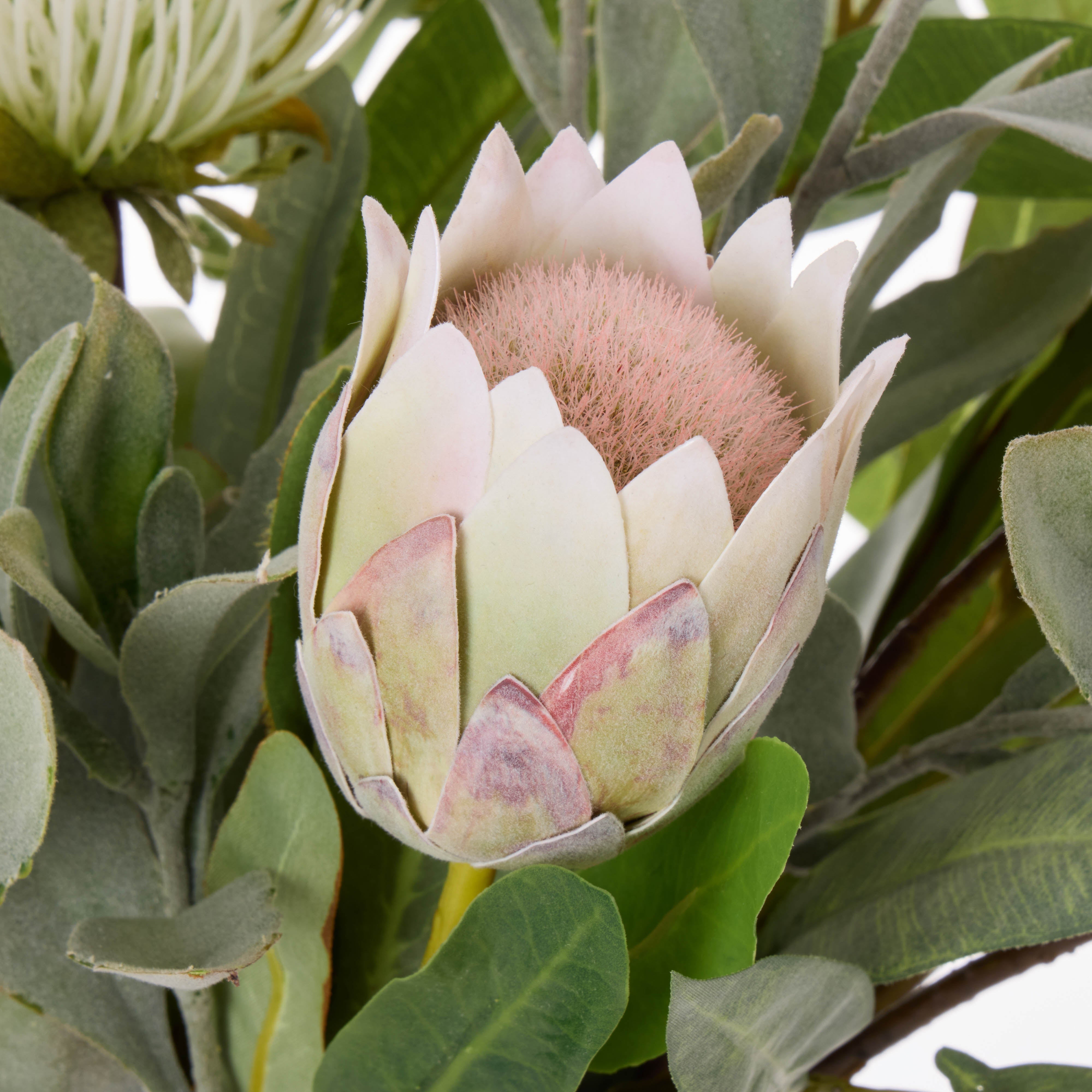 Rogue Australis Protea Eucalyptus Mix - Maliah Pot White 48cm