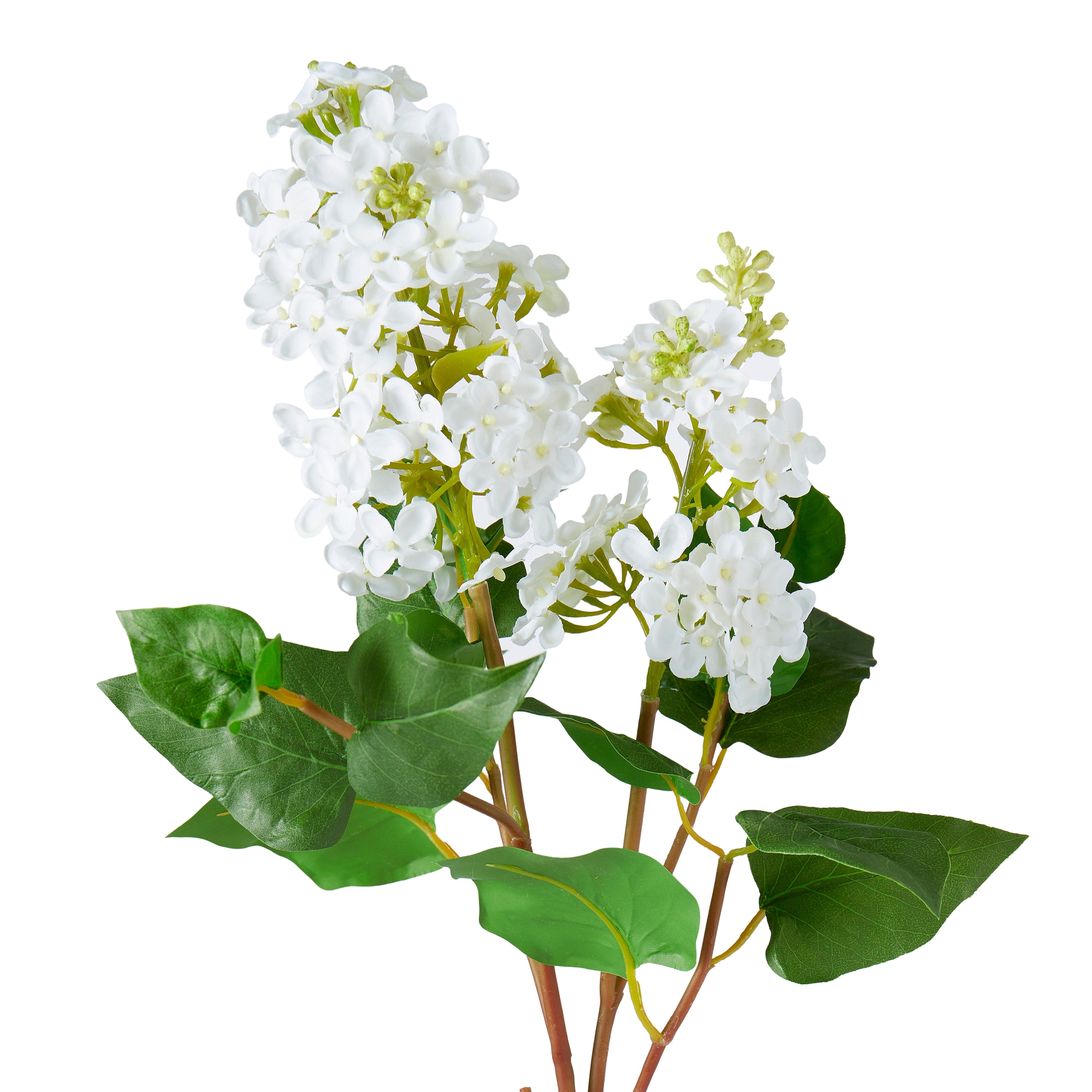 Rogue Lilac Spray White