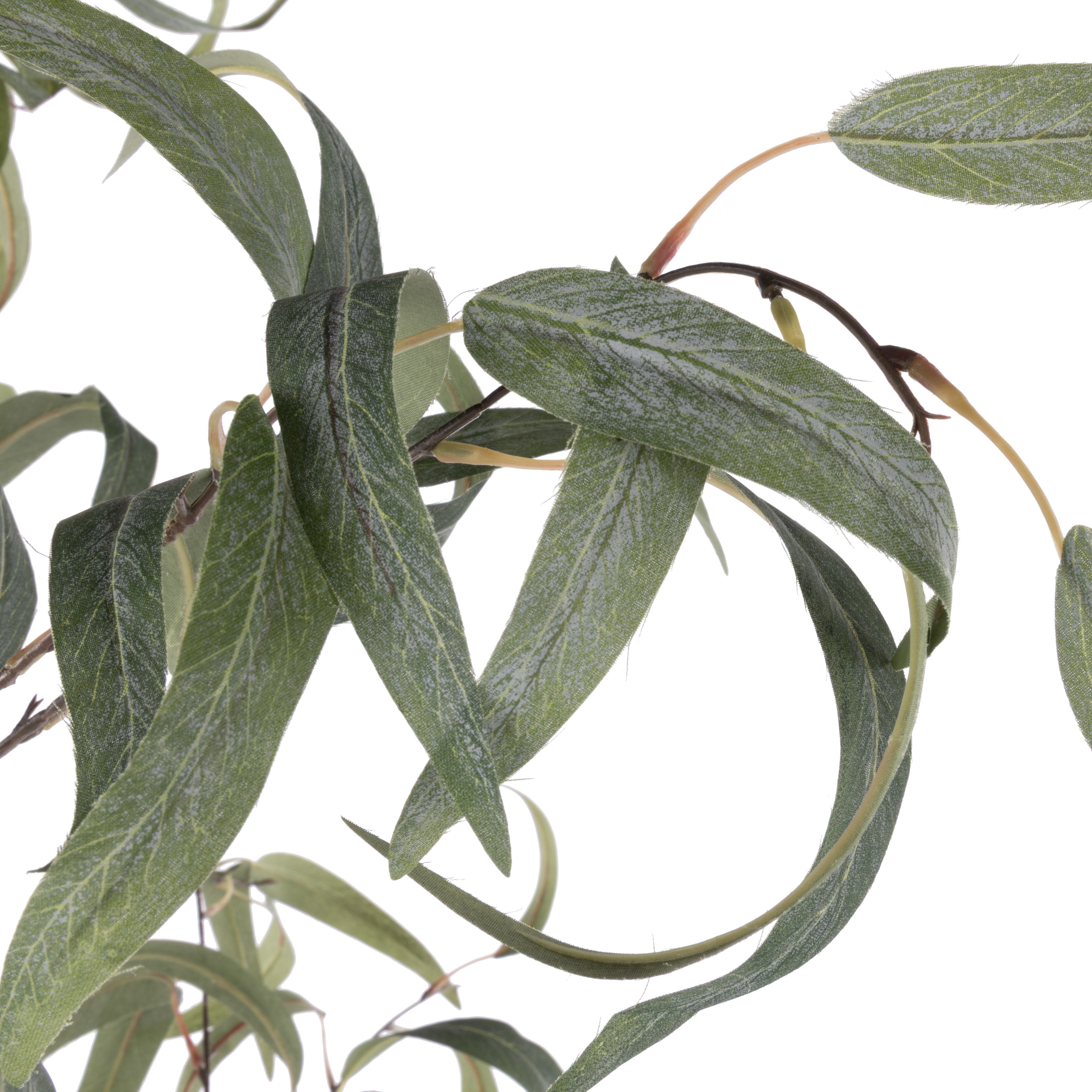 Rogue Eucalyptus Tree - Vienna Planter