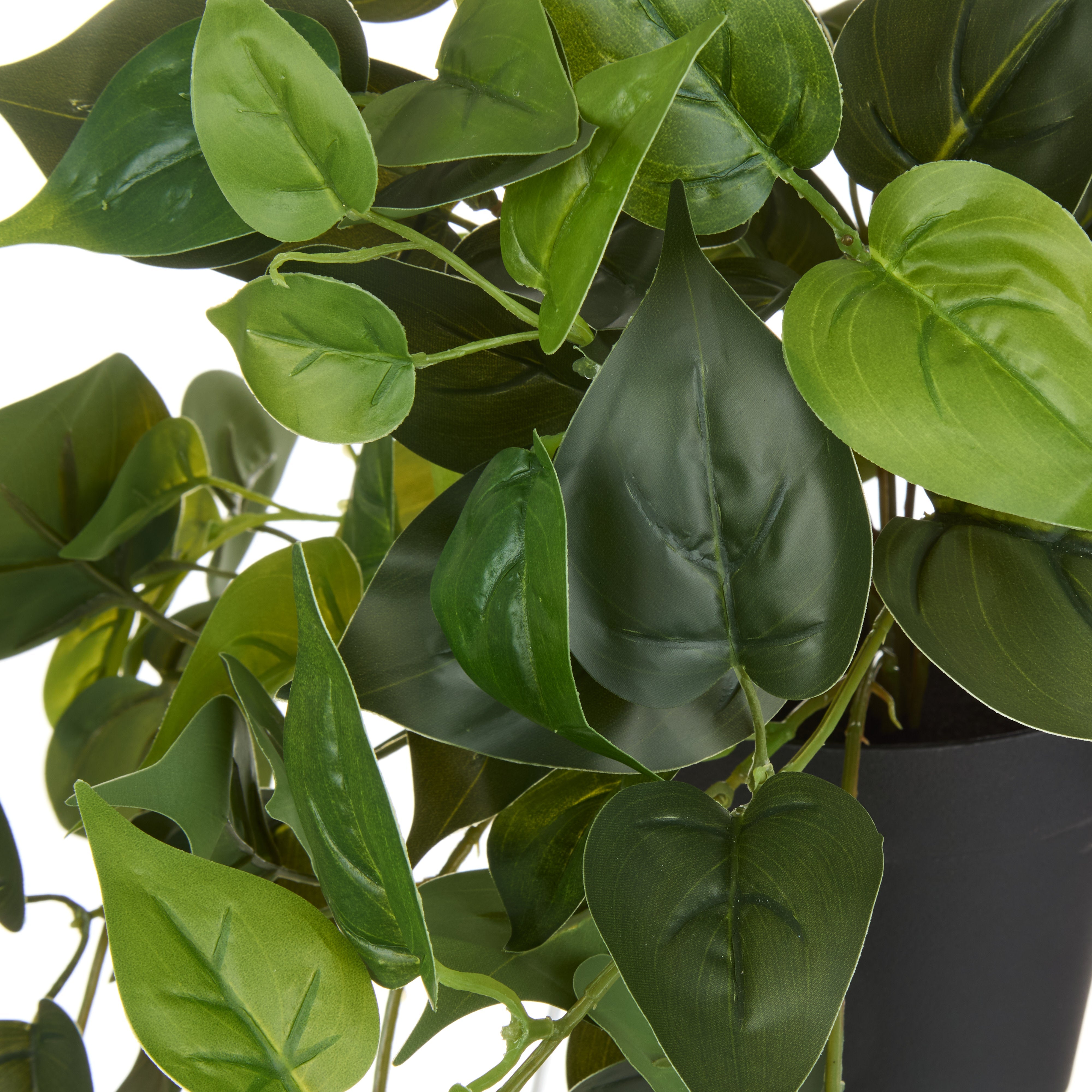 Rogue Pothos Hanging