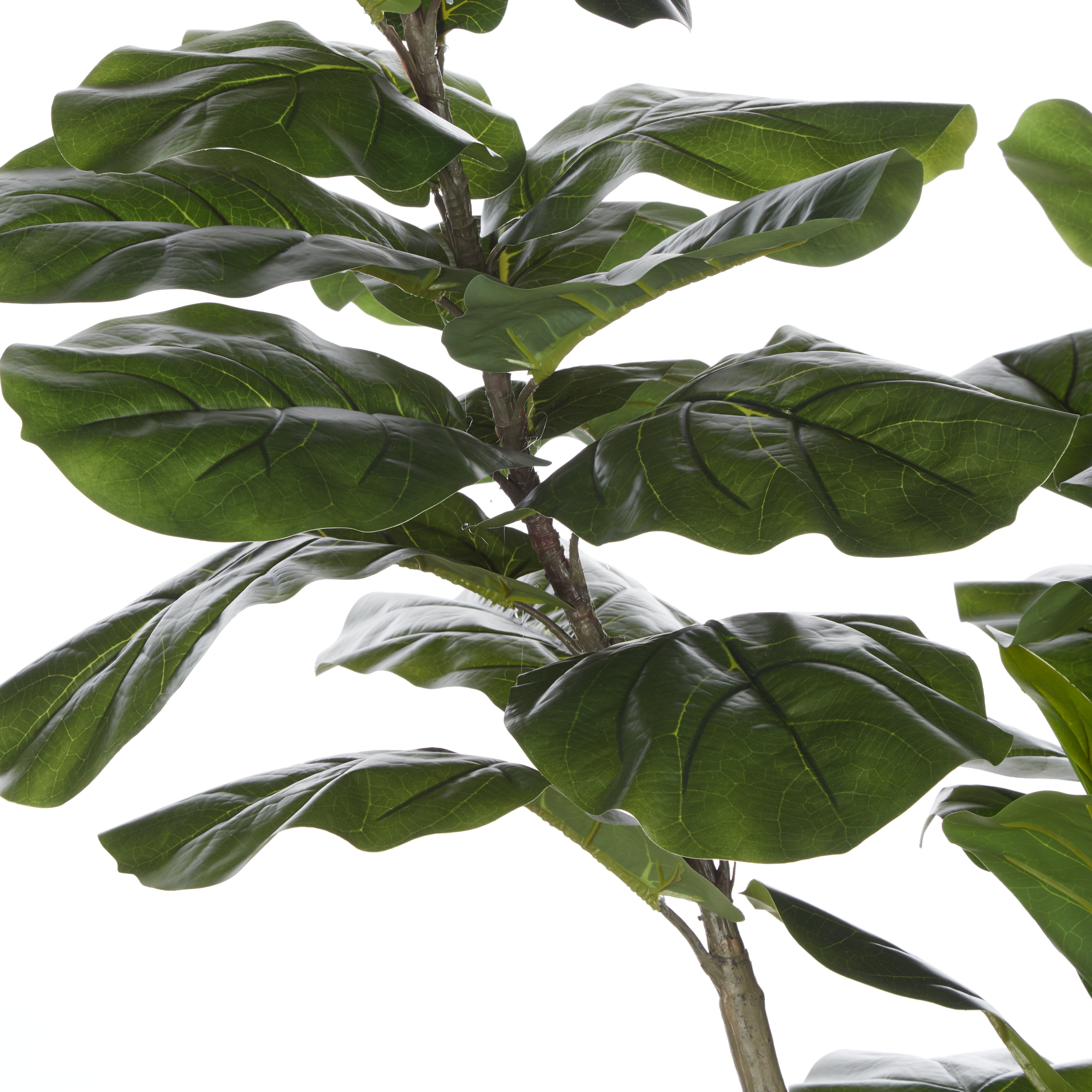 Rogue Giant Fiddle Plant - Vienna Planter 90 x 153cm