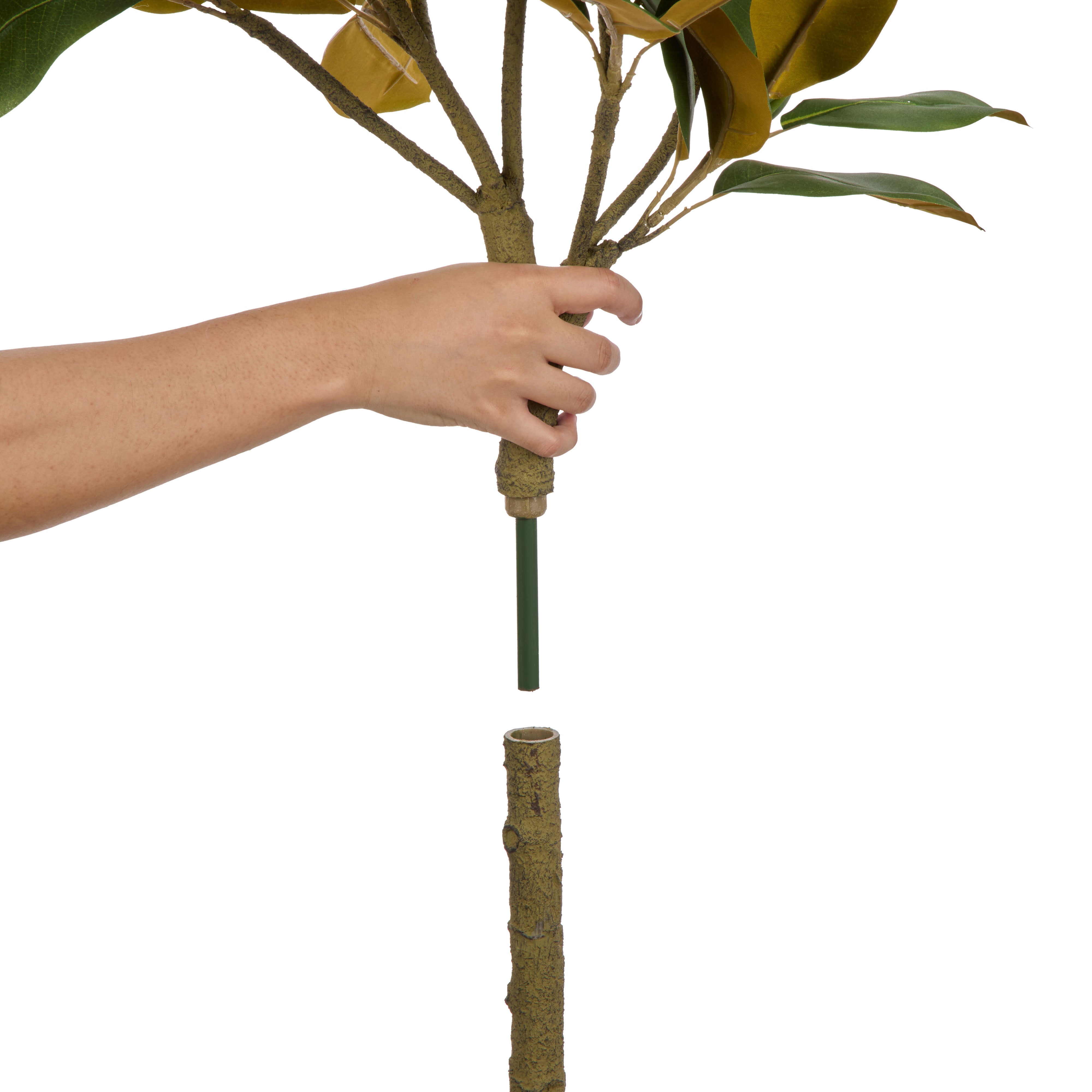 Rogue Magnolia Tree Garden Pot