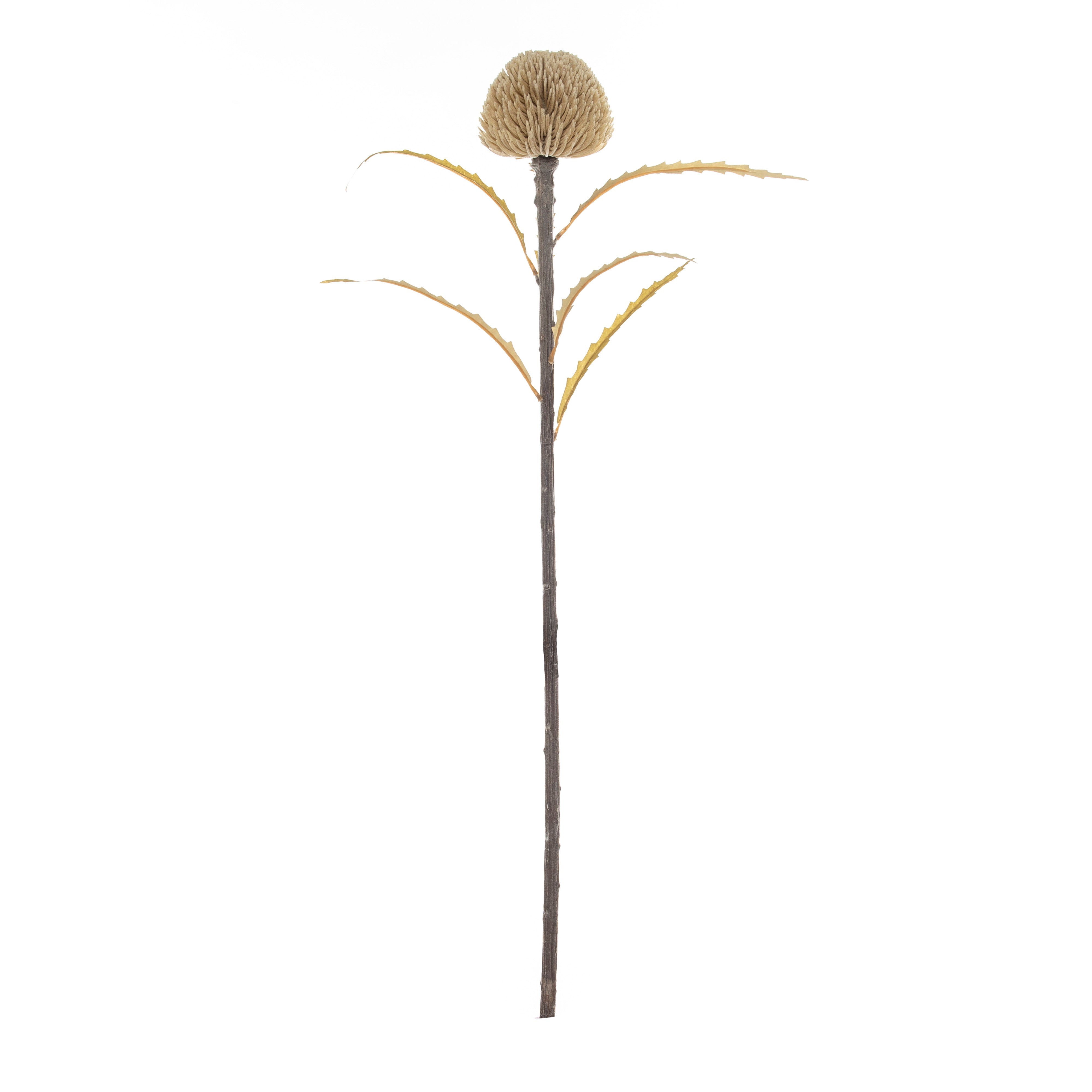 Rogue Dried Look Banksia Dome Stem