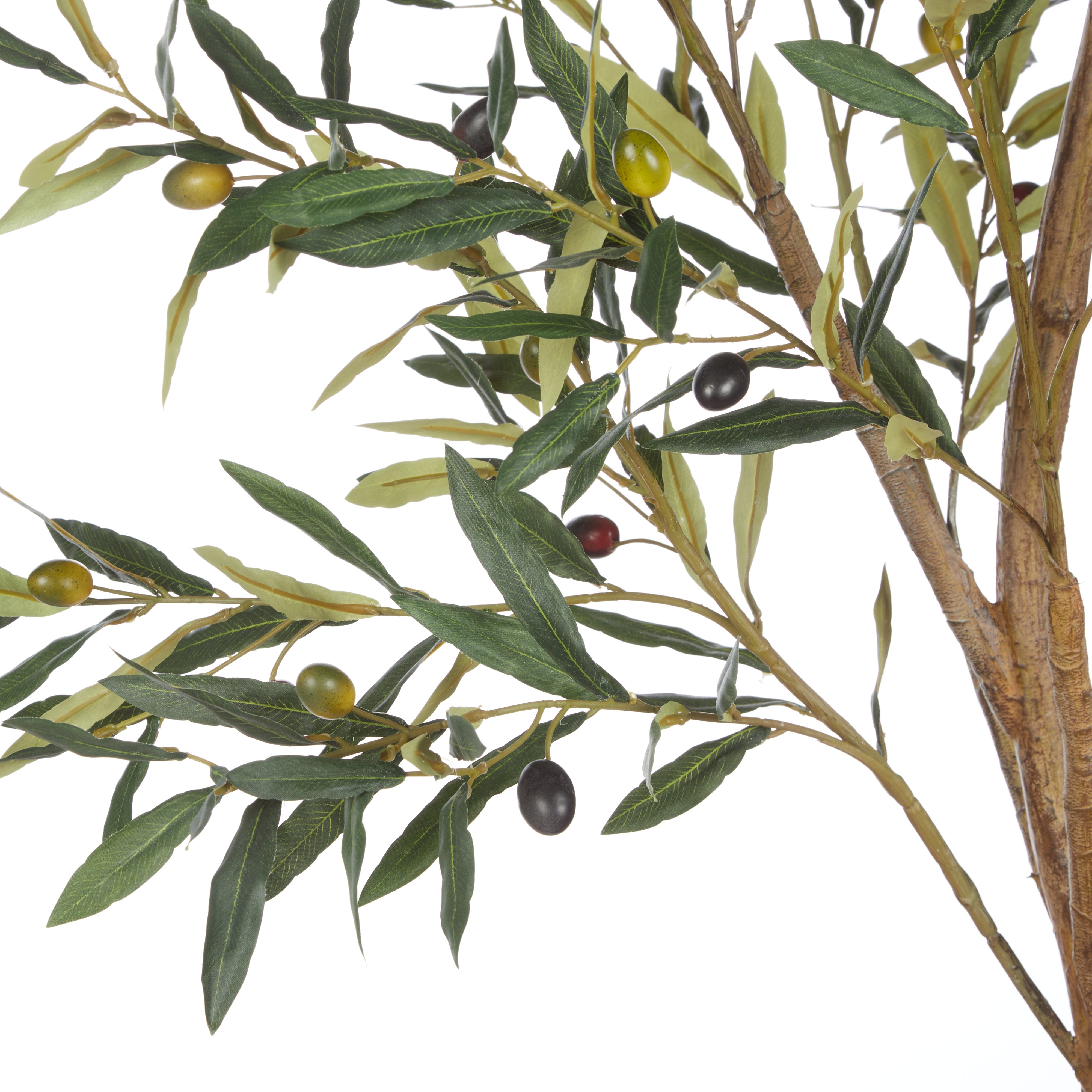 Rogue Olive Tree - Trillium Planter 197cm