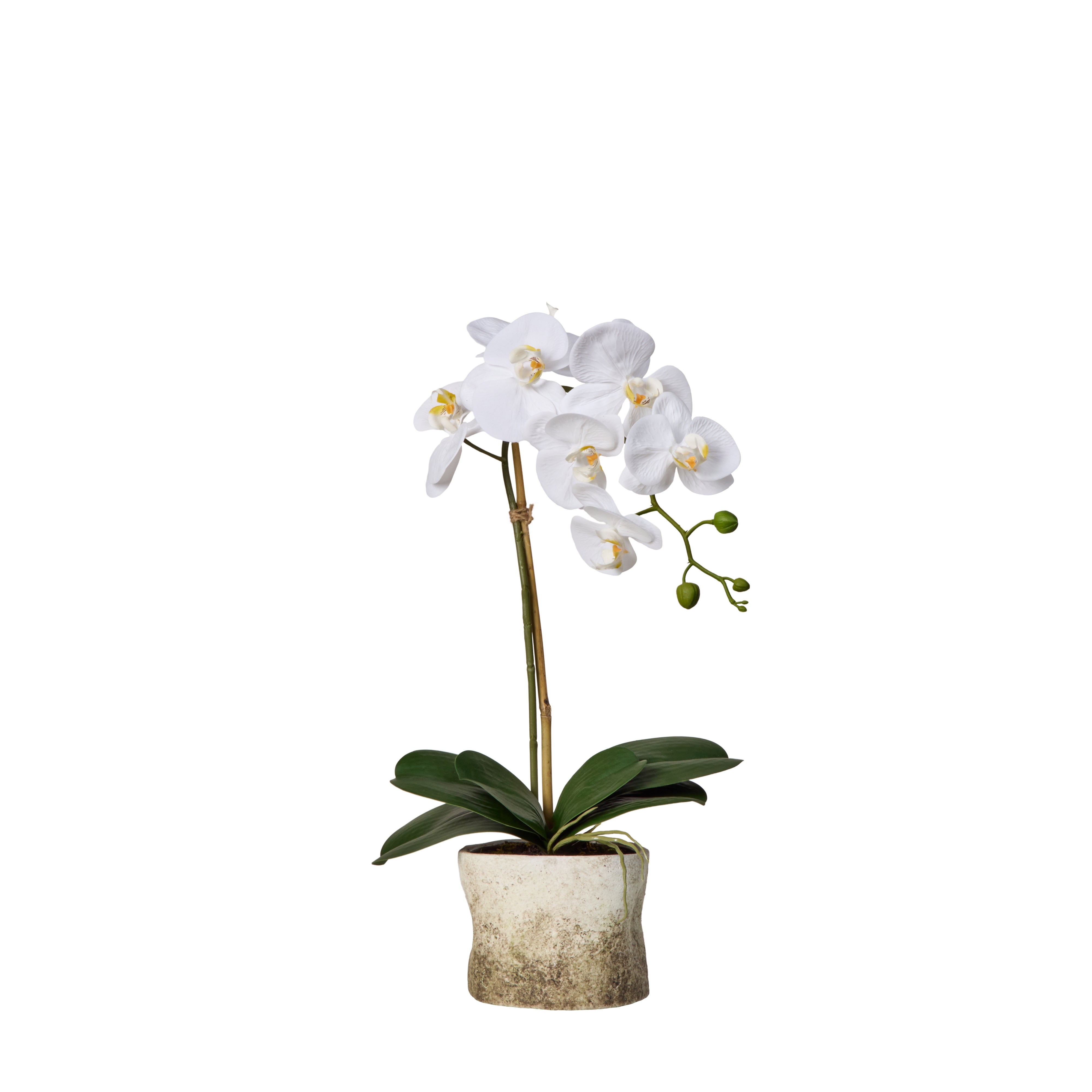 Rogue Phalaenopsis Plant - Edith Pot 54cm