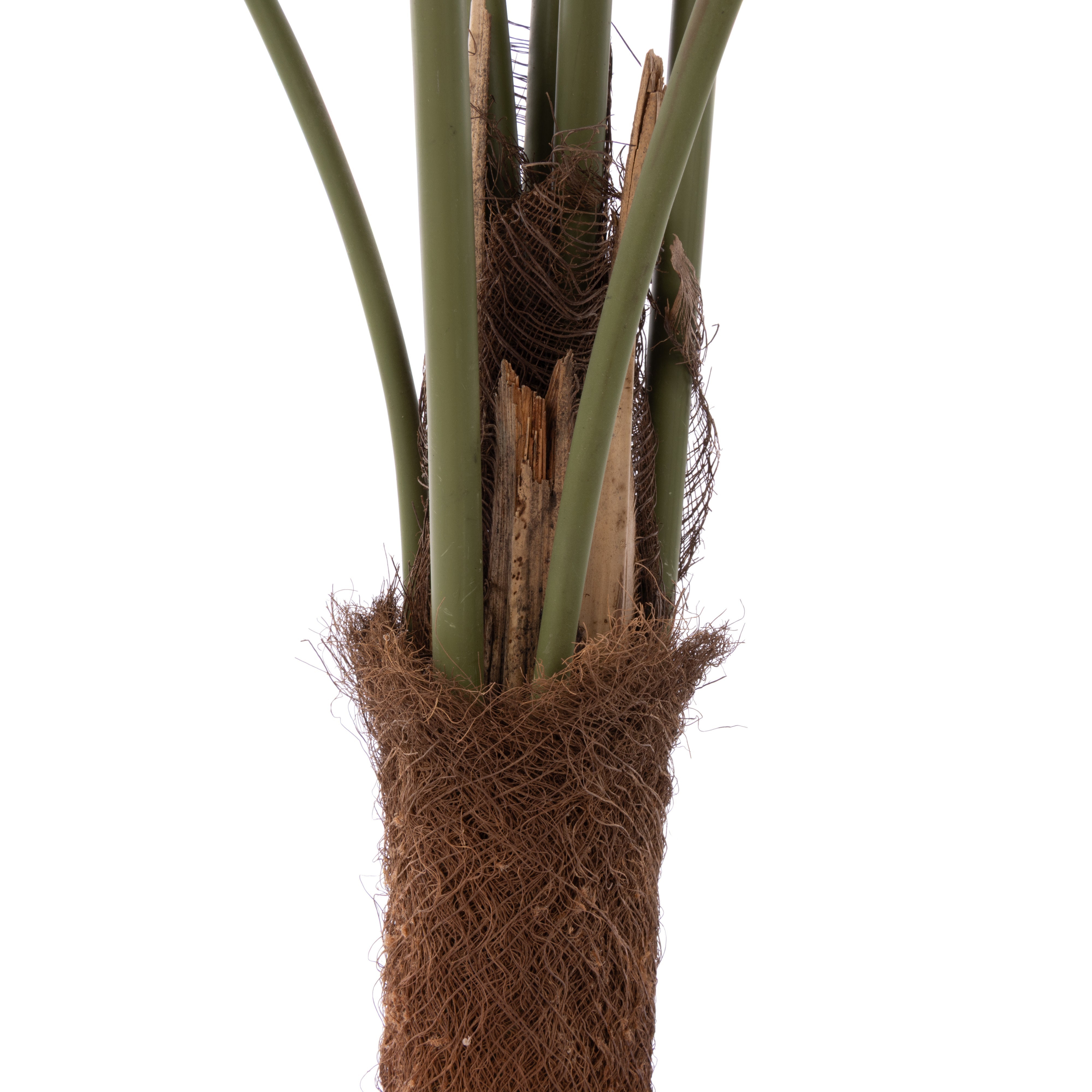 Rogue Caryota Palm Tree - Garden Pot 120cm