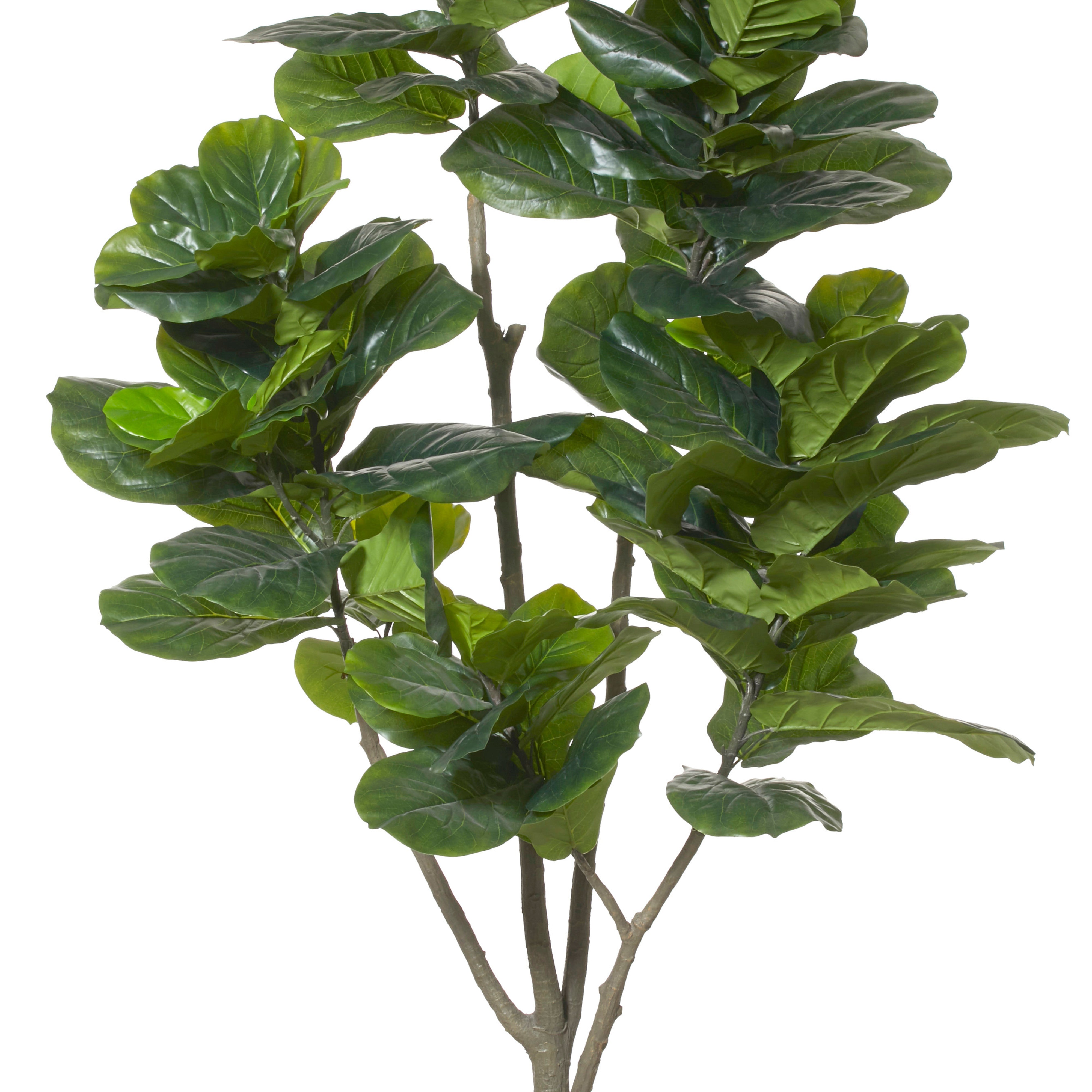 Rogue Giant Fiddle Tree 210cm