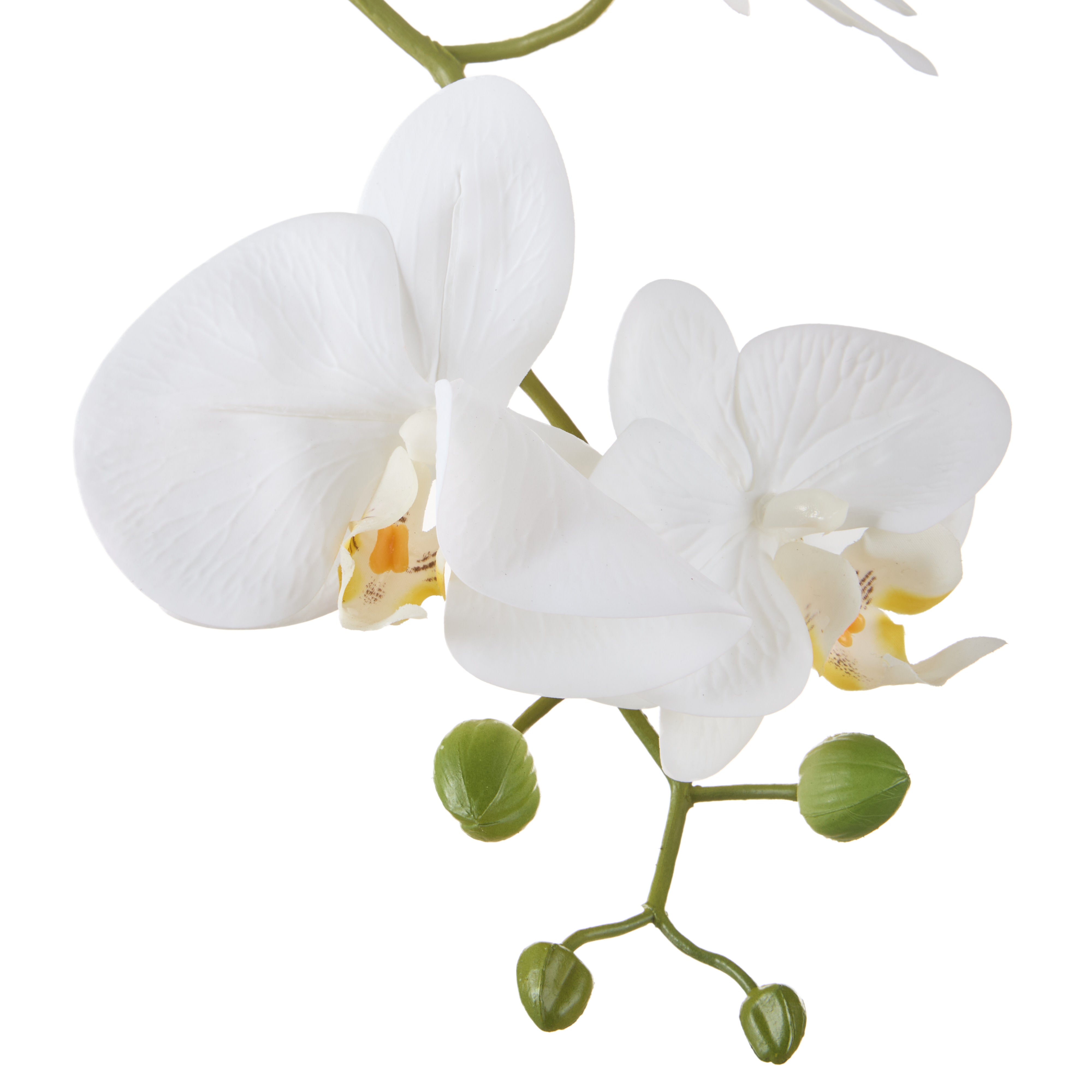 Rogue Phalaenopsis Orchid - White Ribbed Pot 150cm