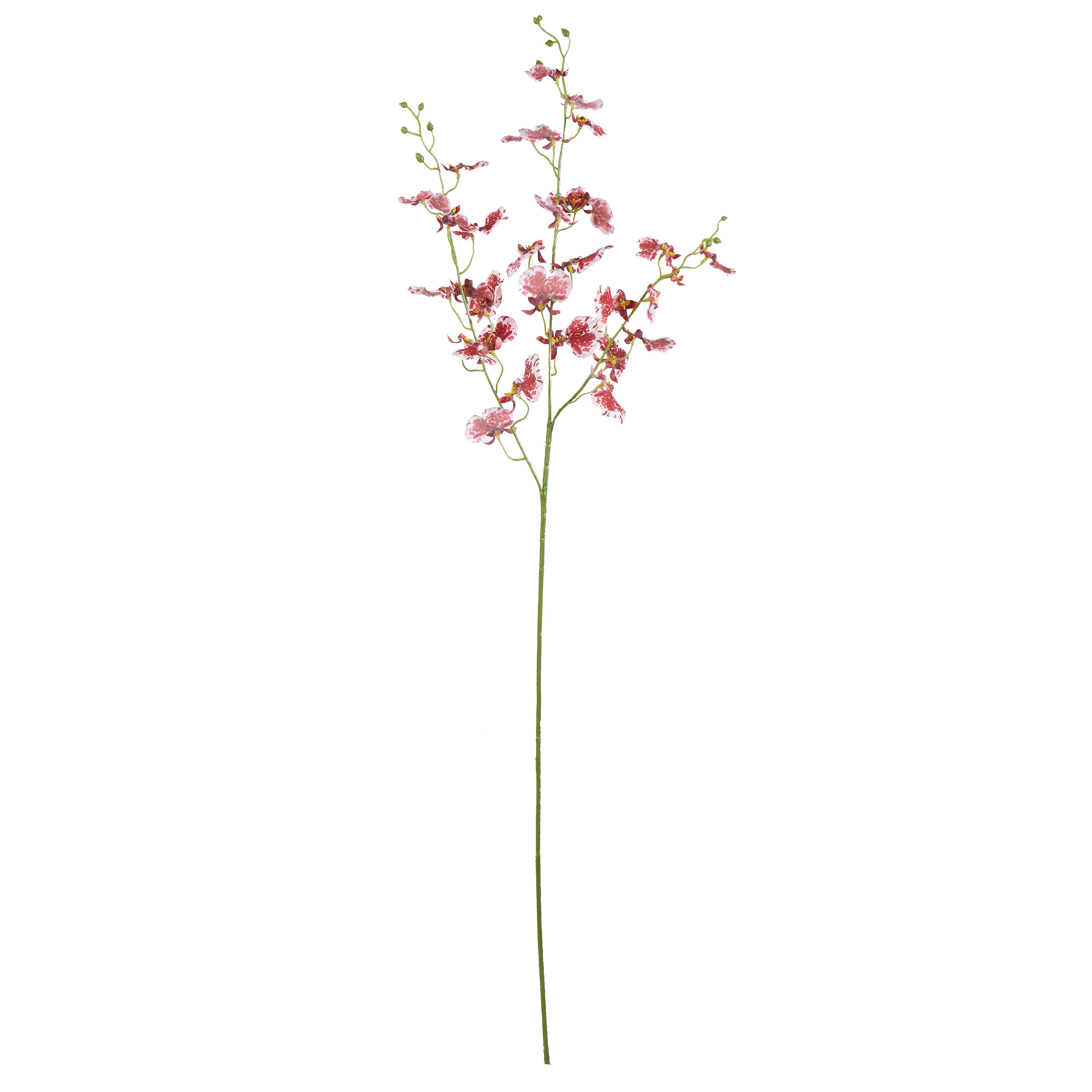 Rogue Dancing Orchid Stem Burgundy