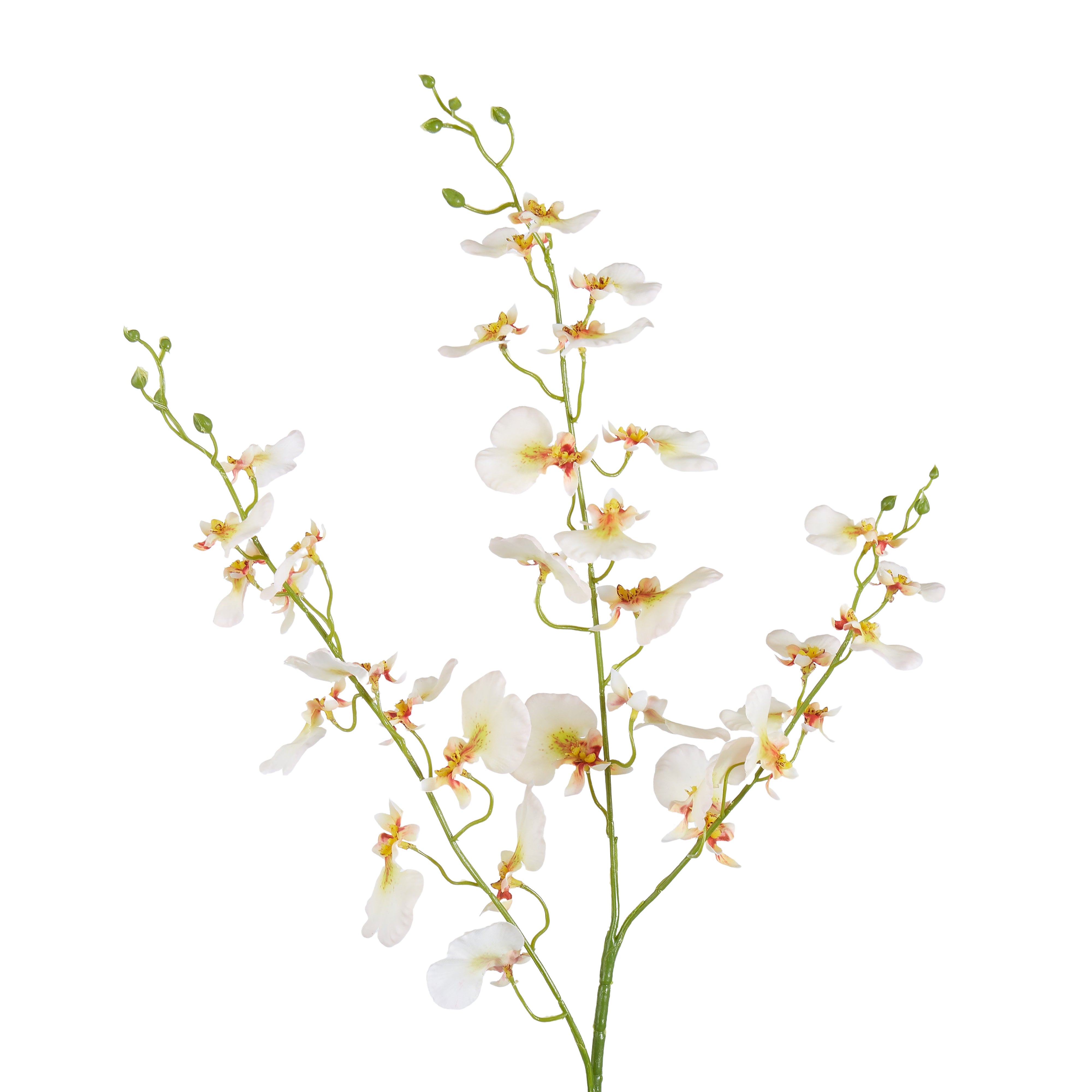 Rogue Dancing Orchid Stem Cream