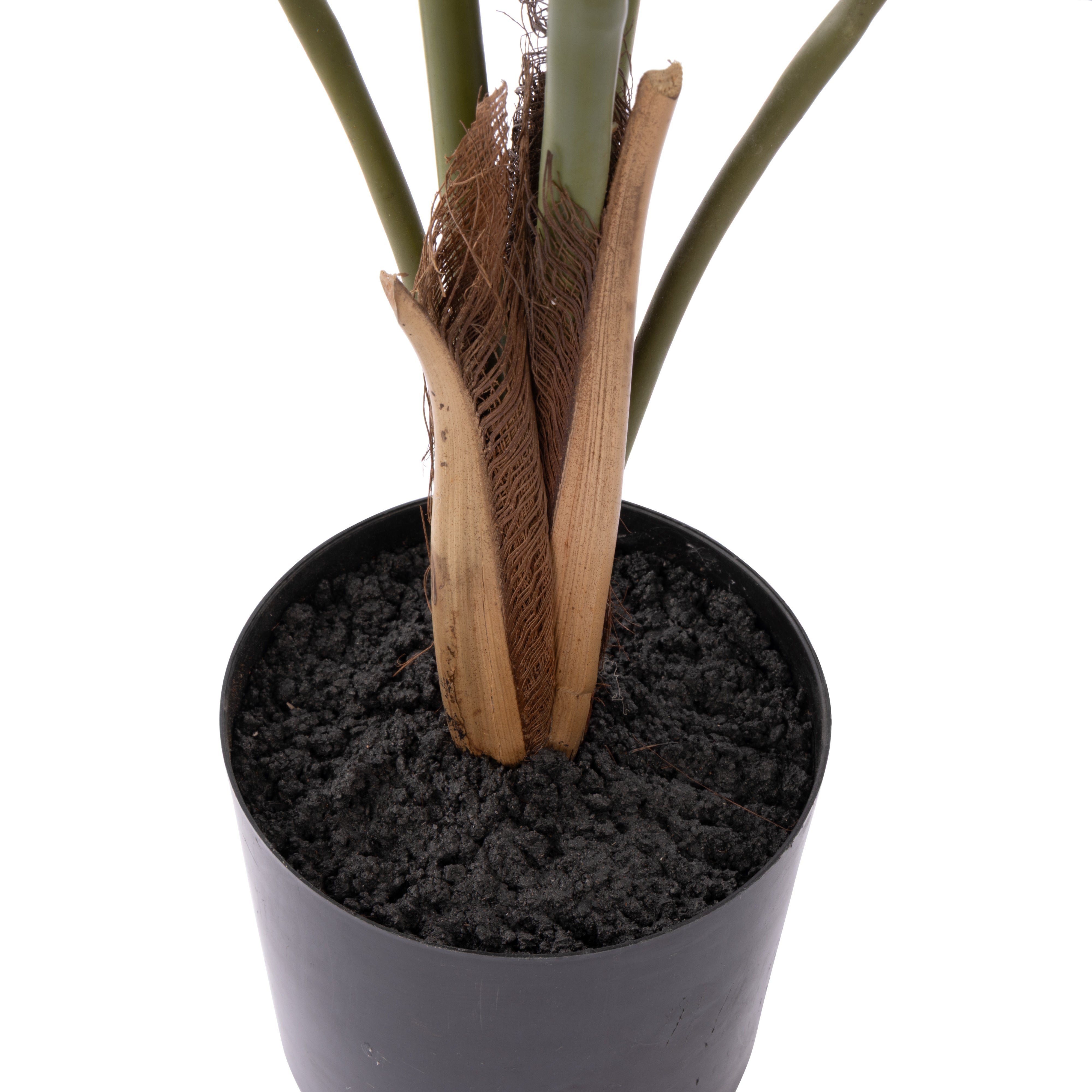 Rogue Caryota Palm Tree - Garden Pot 90cm