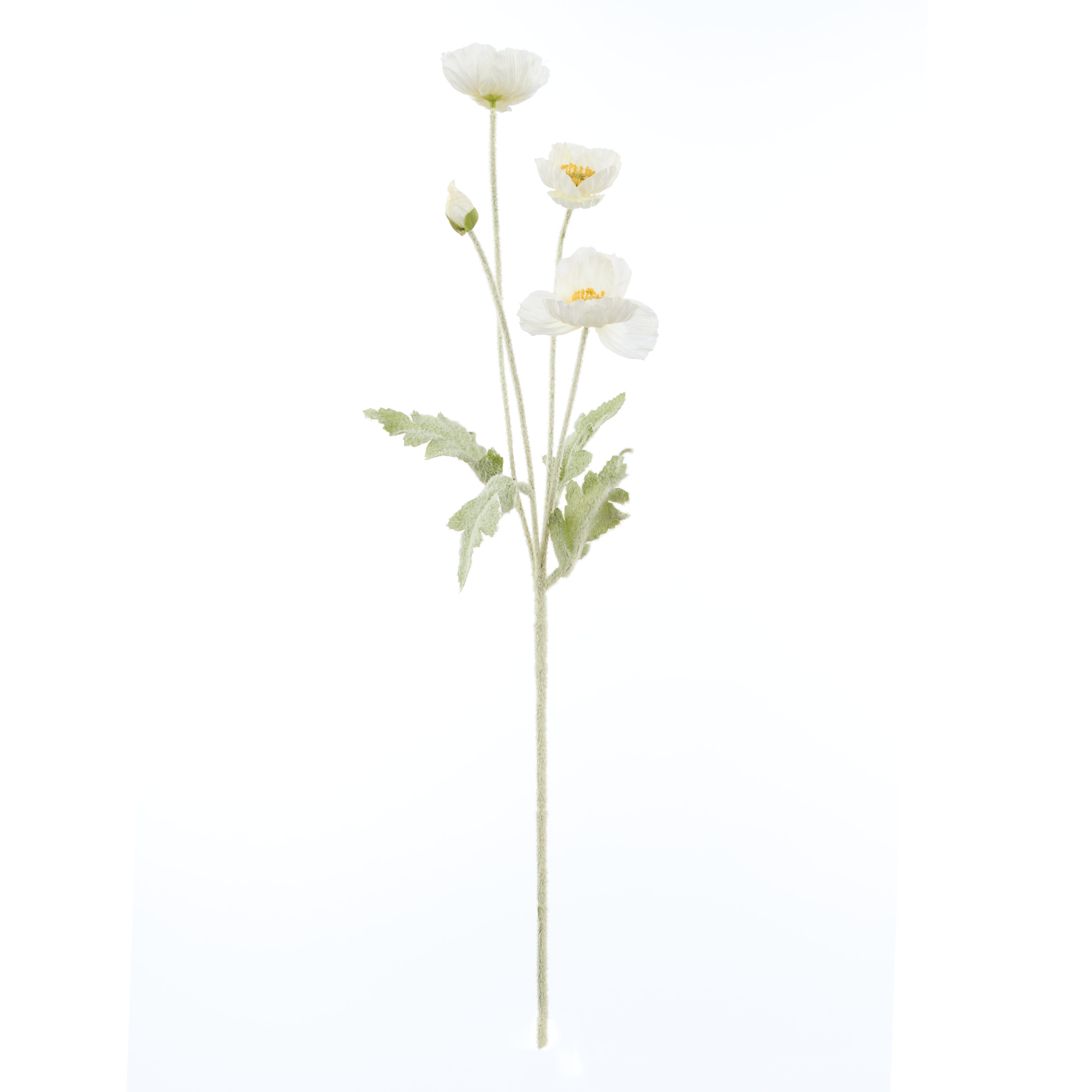 Rogue Poppy Spray Cream