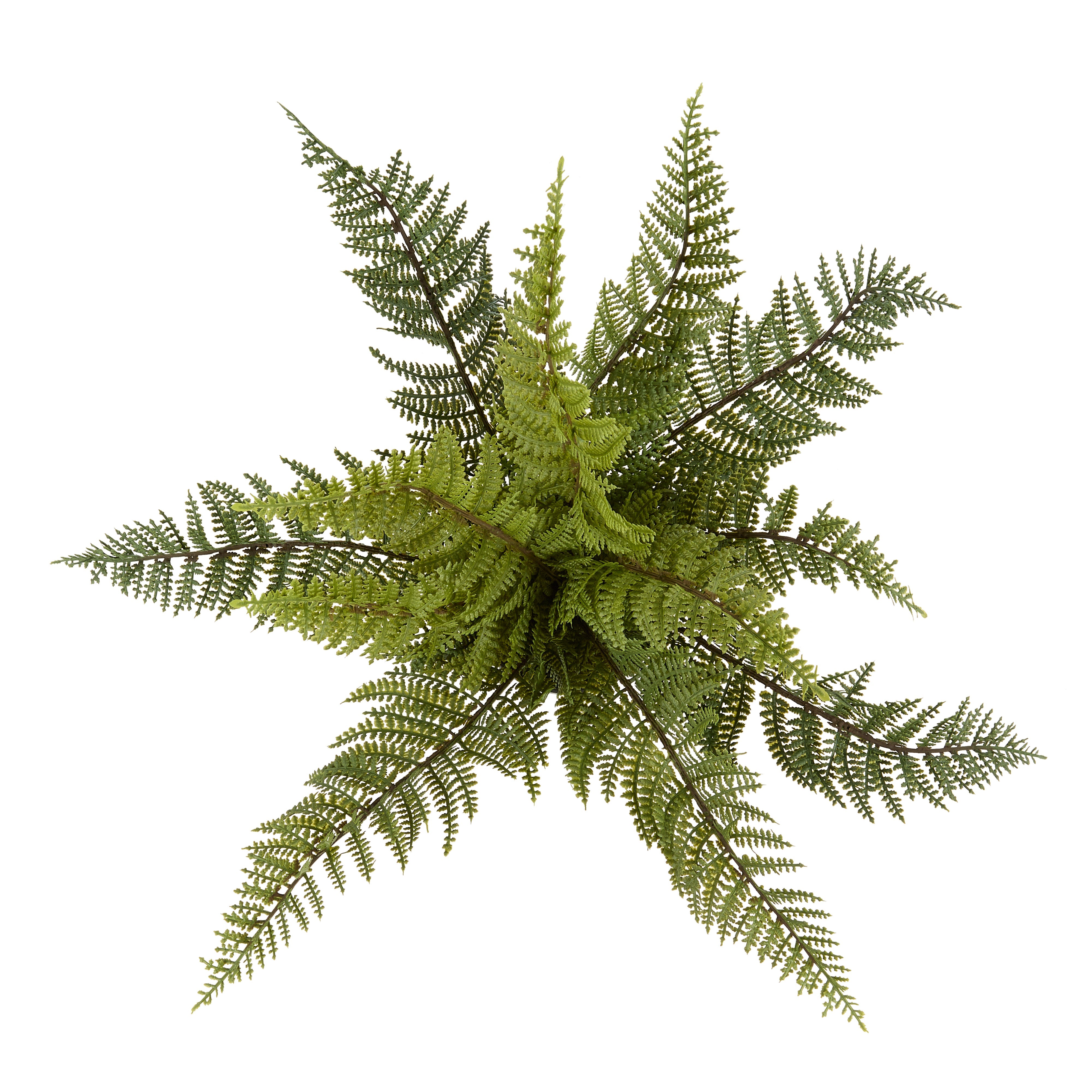 Rogue Leatherleaf Fern 33cm