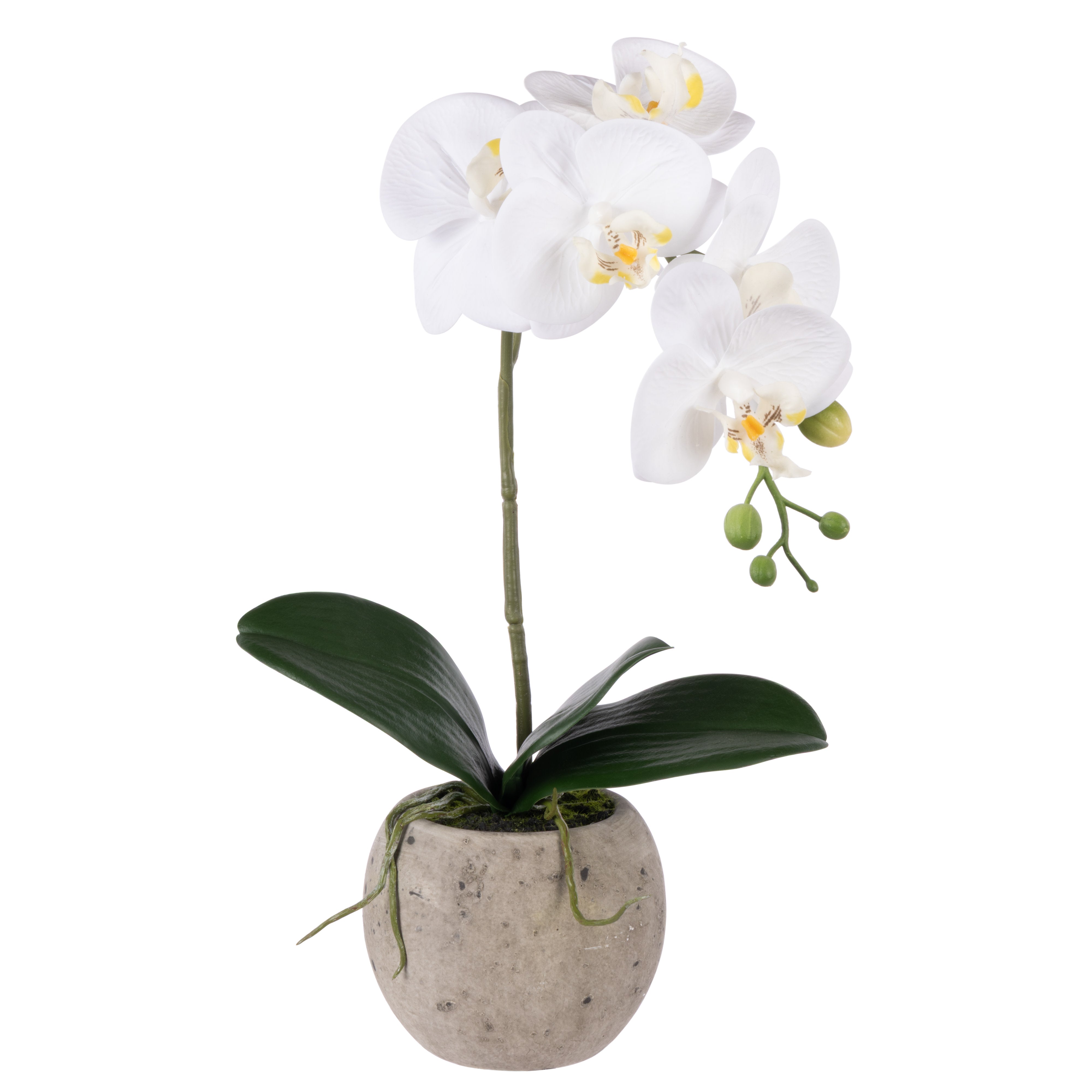 Rogue Phalaenopsis Orchid - Textured Round Pot 48cm