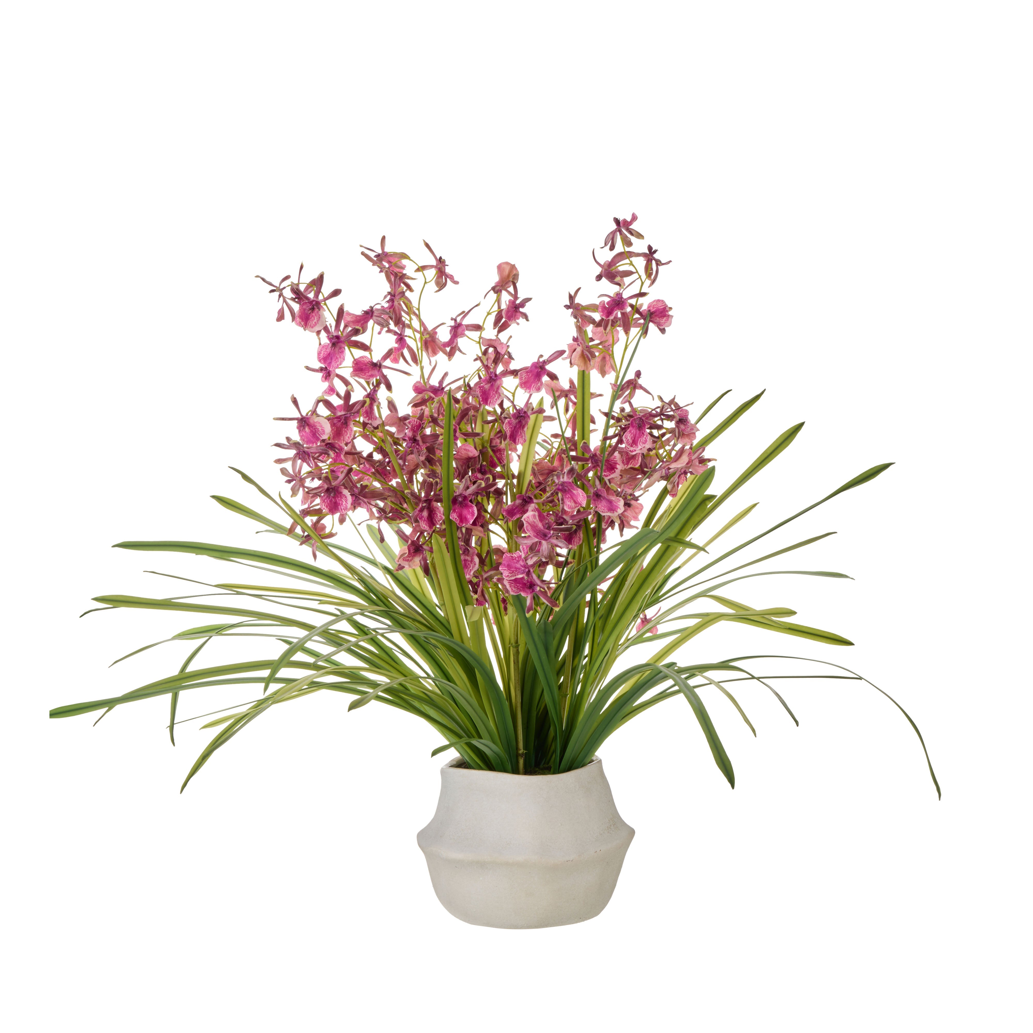 Rogue Dendrobium Plant - Maliah Burgundy & Green Large