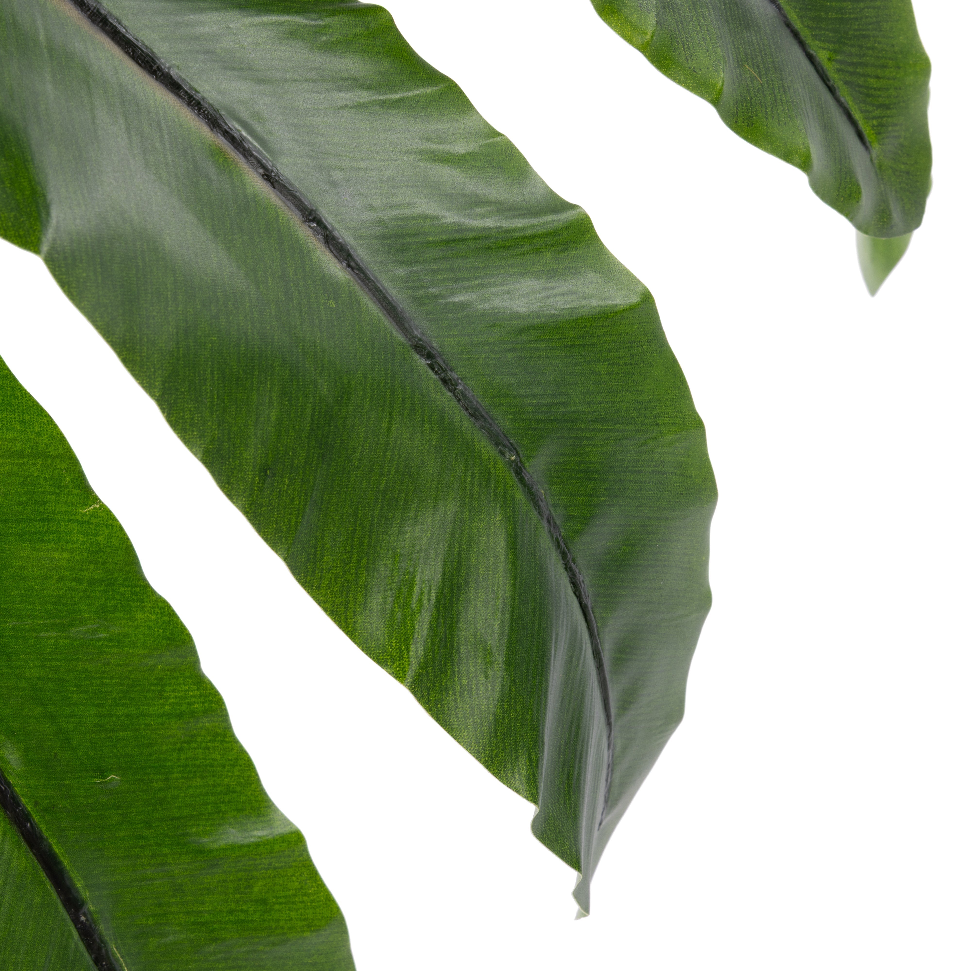 Rogue Bird's Nest Fern UV - Garden Pot 55cm