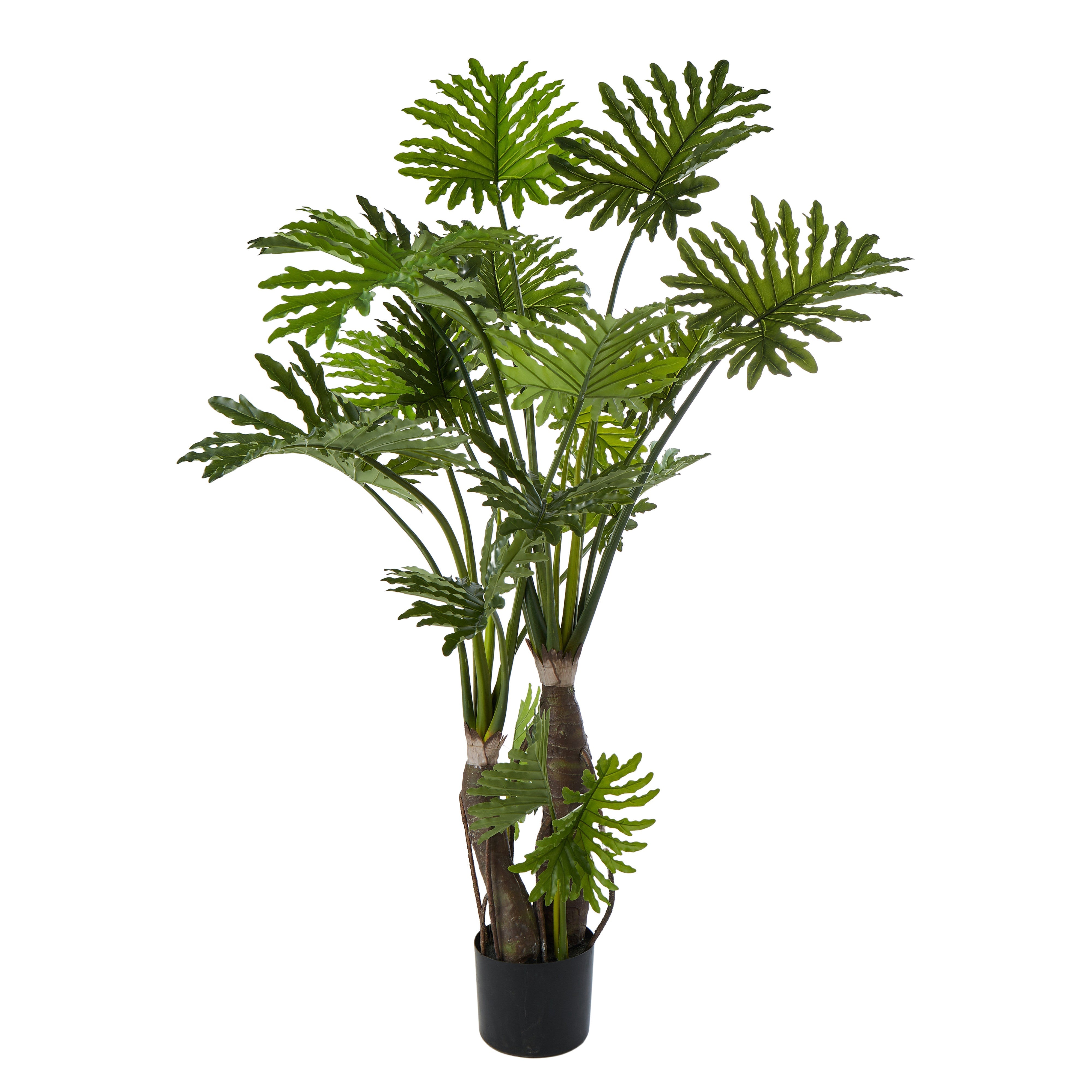 Rogue Lacy Philodendron Tree 180cm