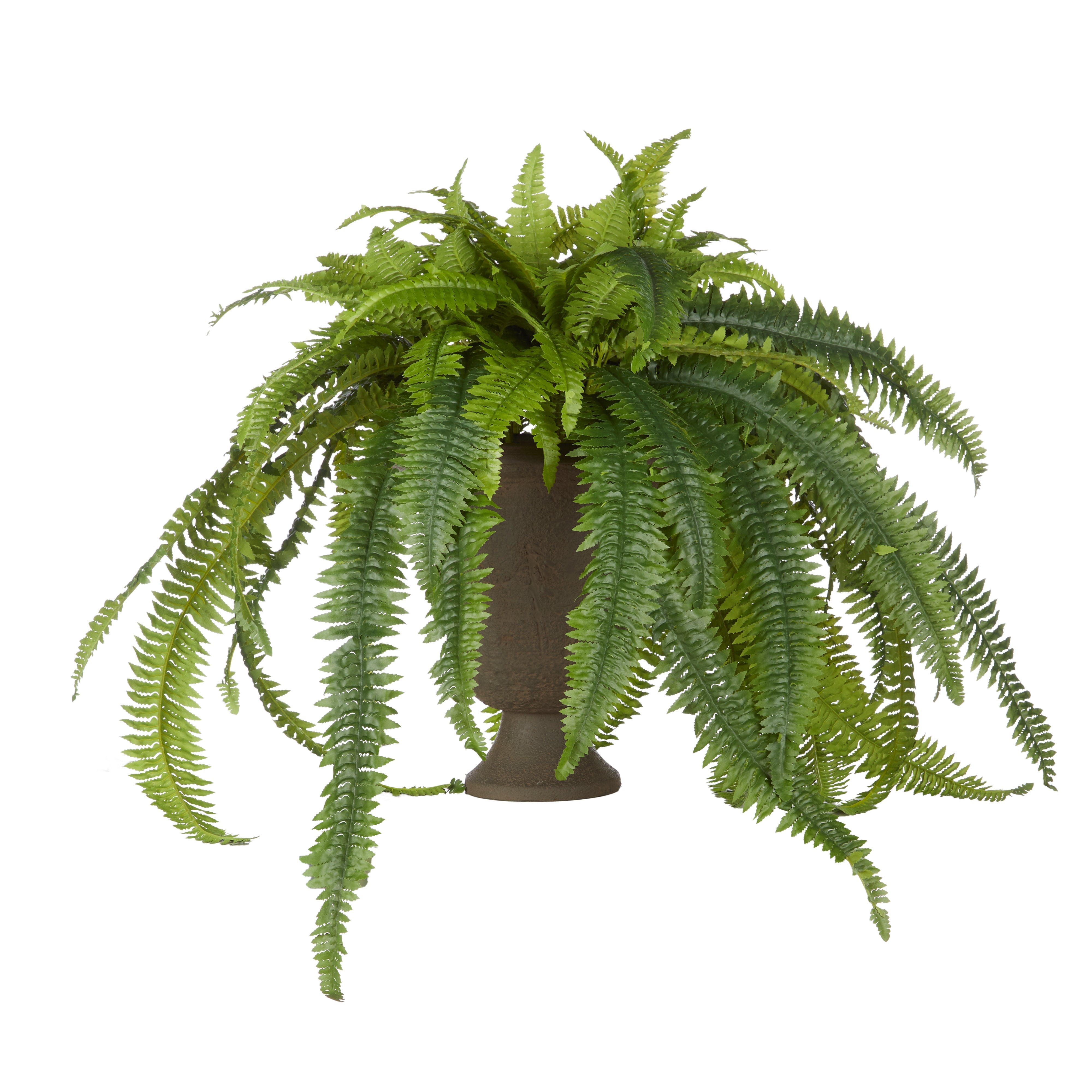 Rogue Boston Fern - Vintage Urn