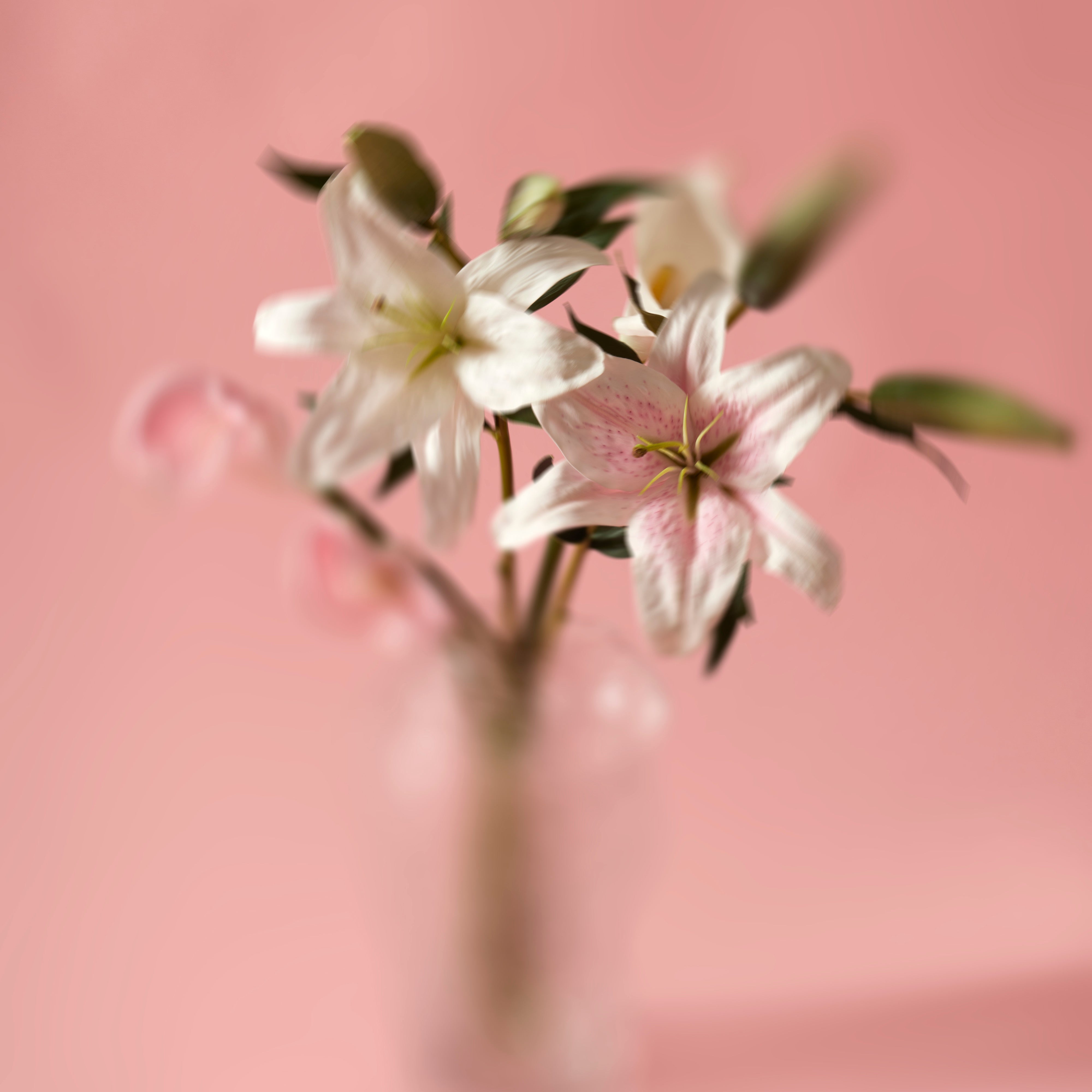 Rogue Casablanca Lily Pink