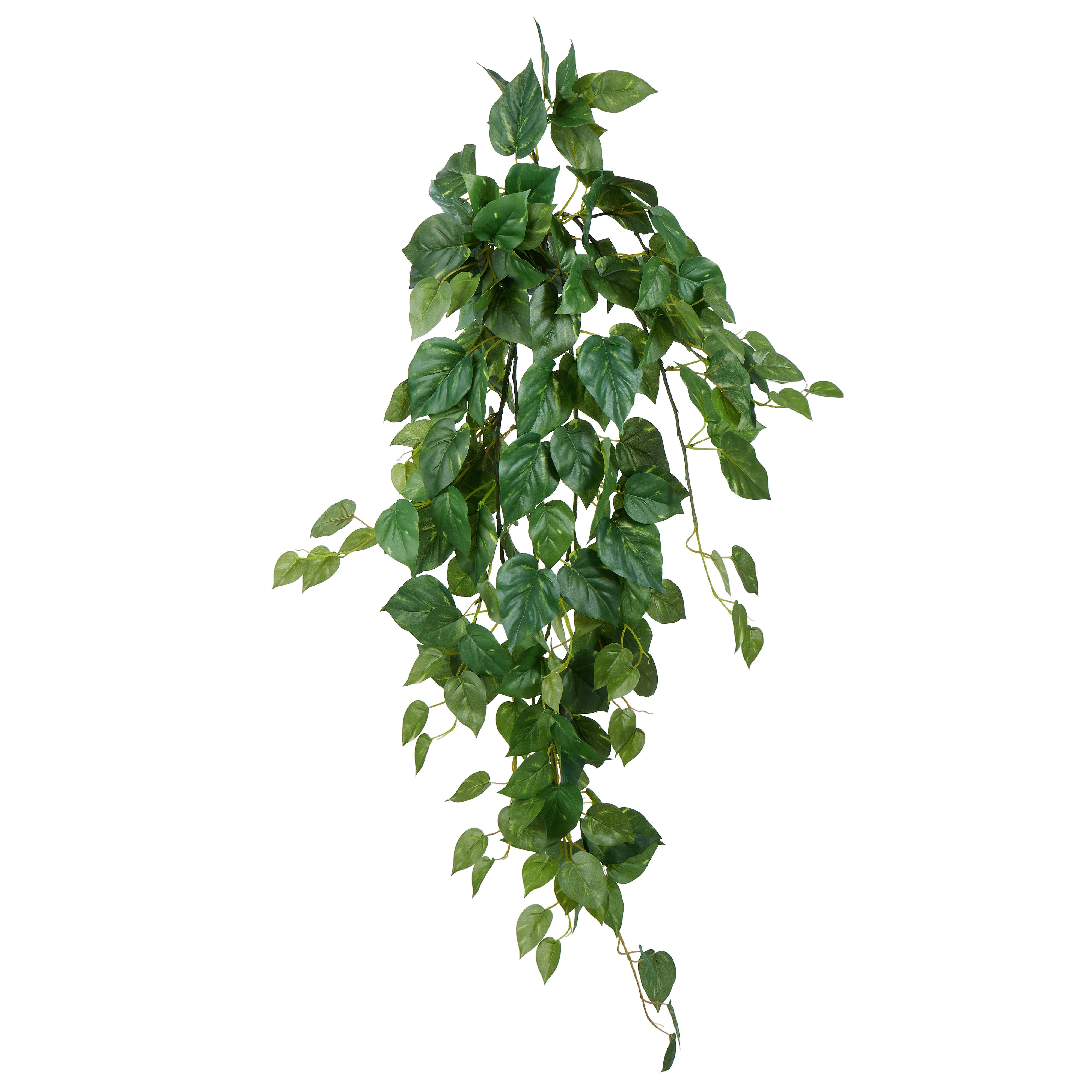 Rogue Pothos Hanging Bush Variegated 114cm