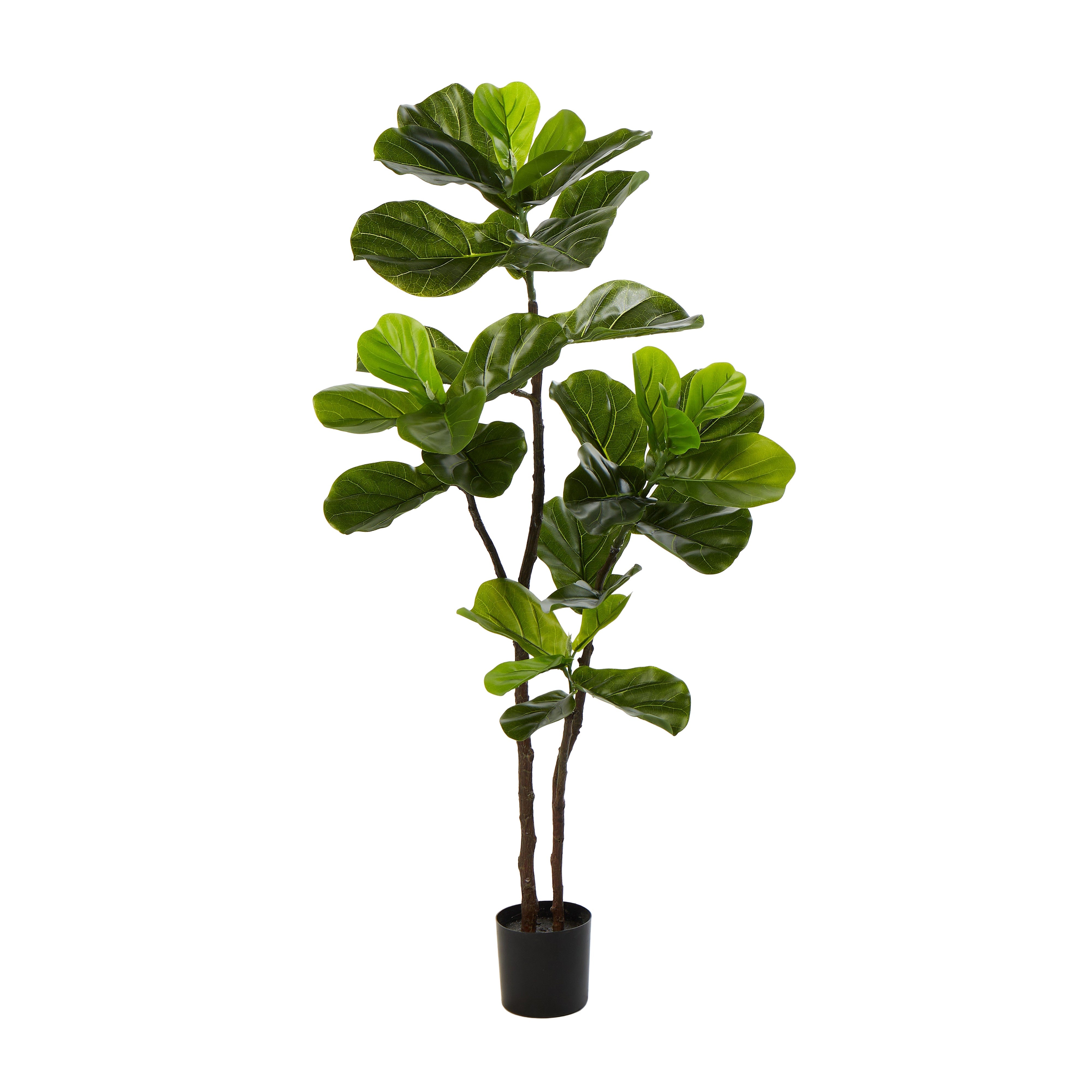 Rogue Fiddle Tree in Pot 120cm