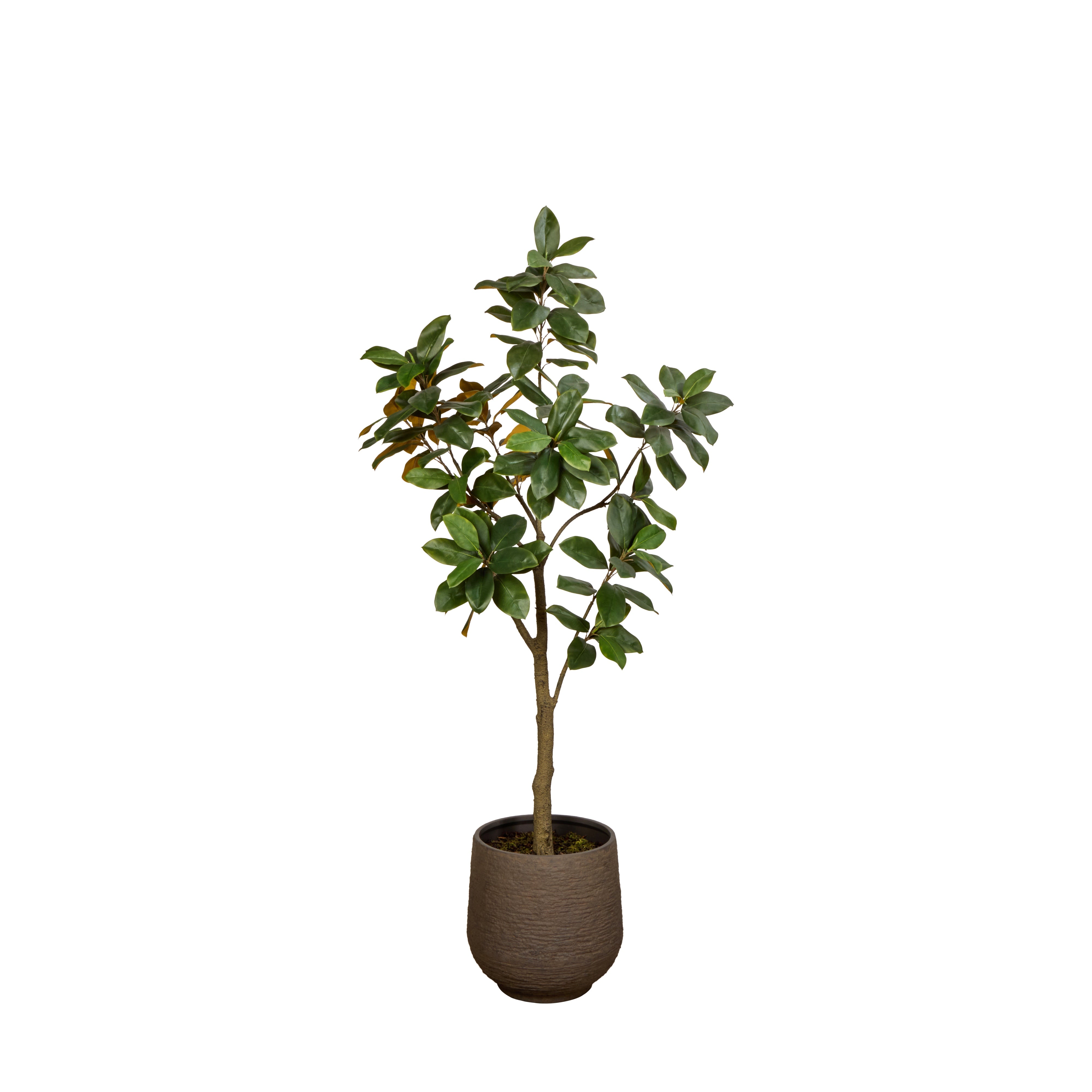 Rogue Magnolia Tree Trillium Planter Green