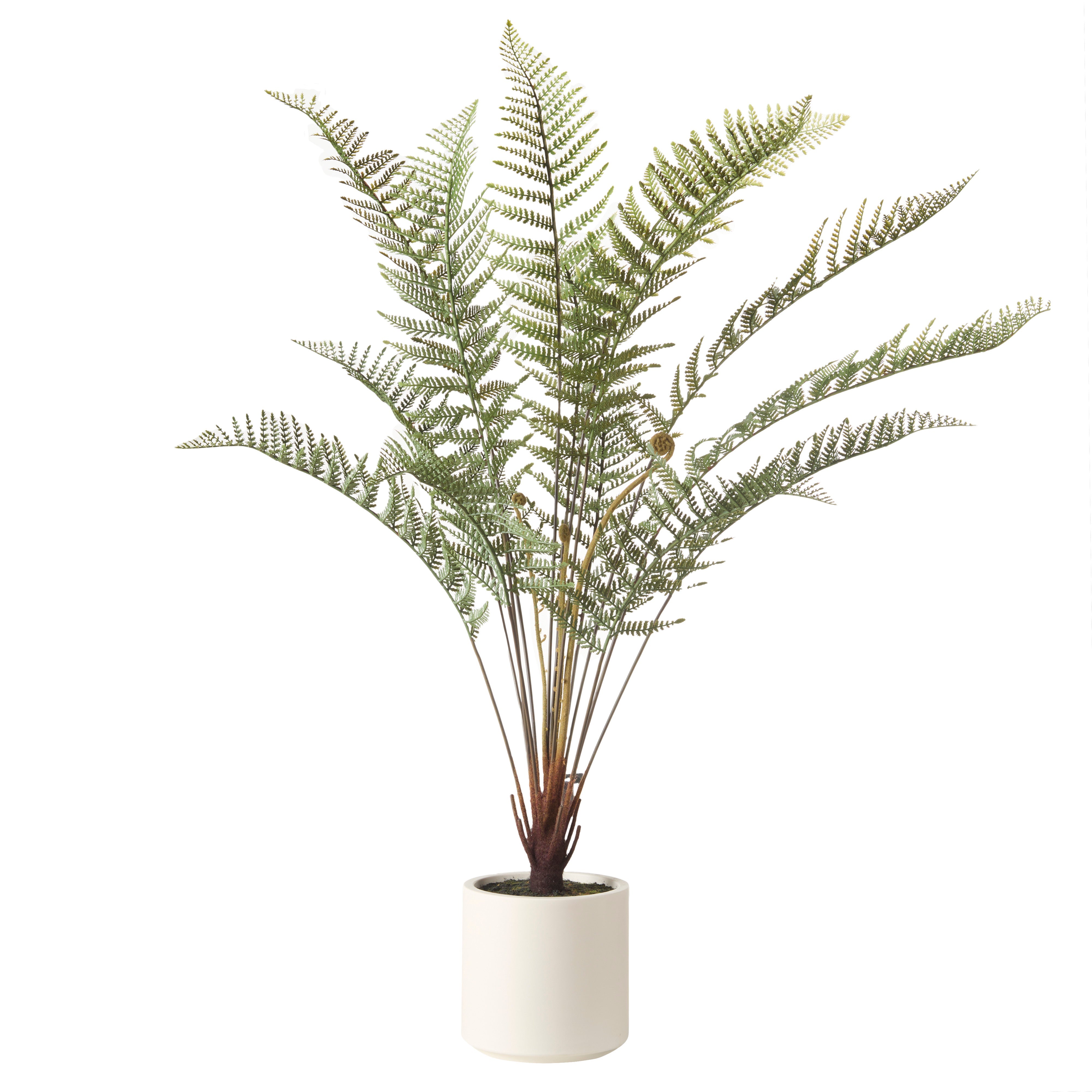 Rogue Fern Pot 79cm