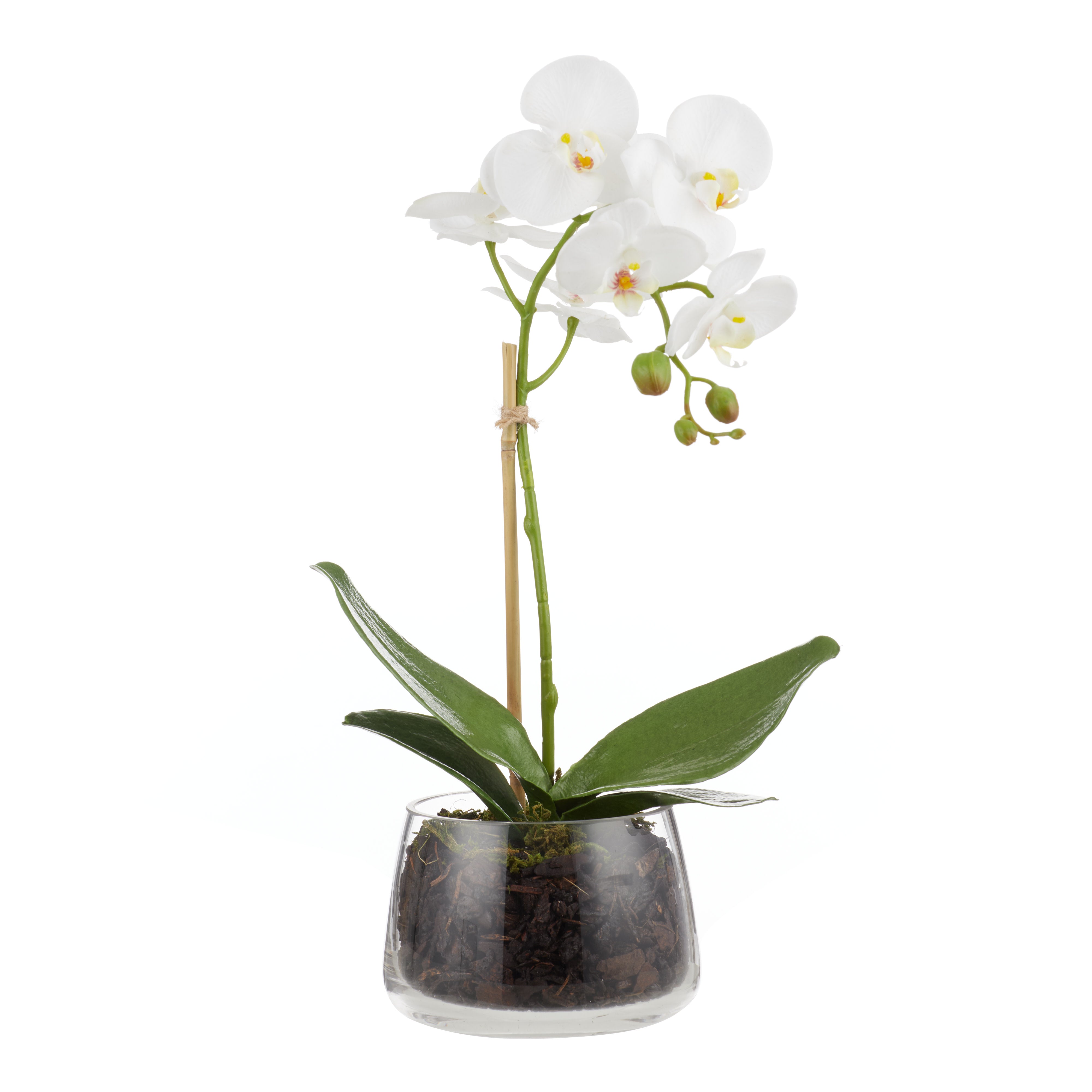 Rogue Phalaenopsis Stem - Classic Bowl 40cm