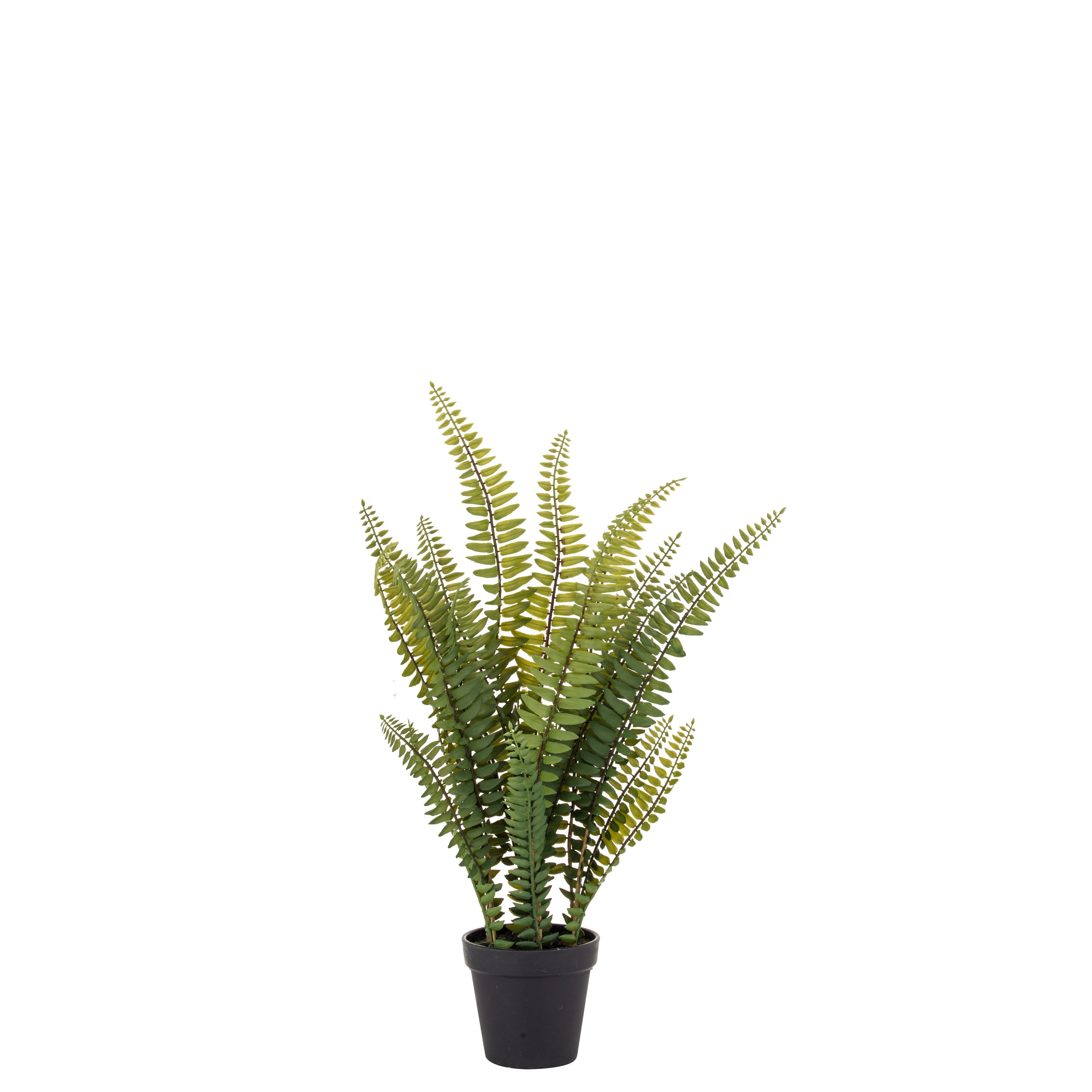 Rogue Boston Fern - Garden Pot 51cm