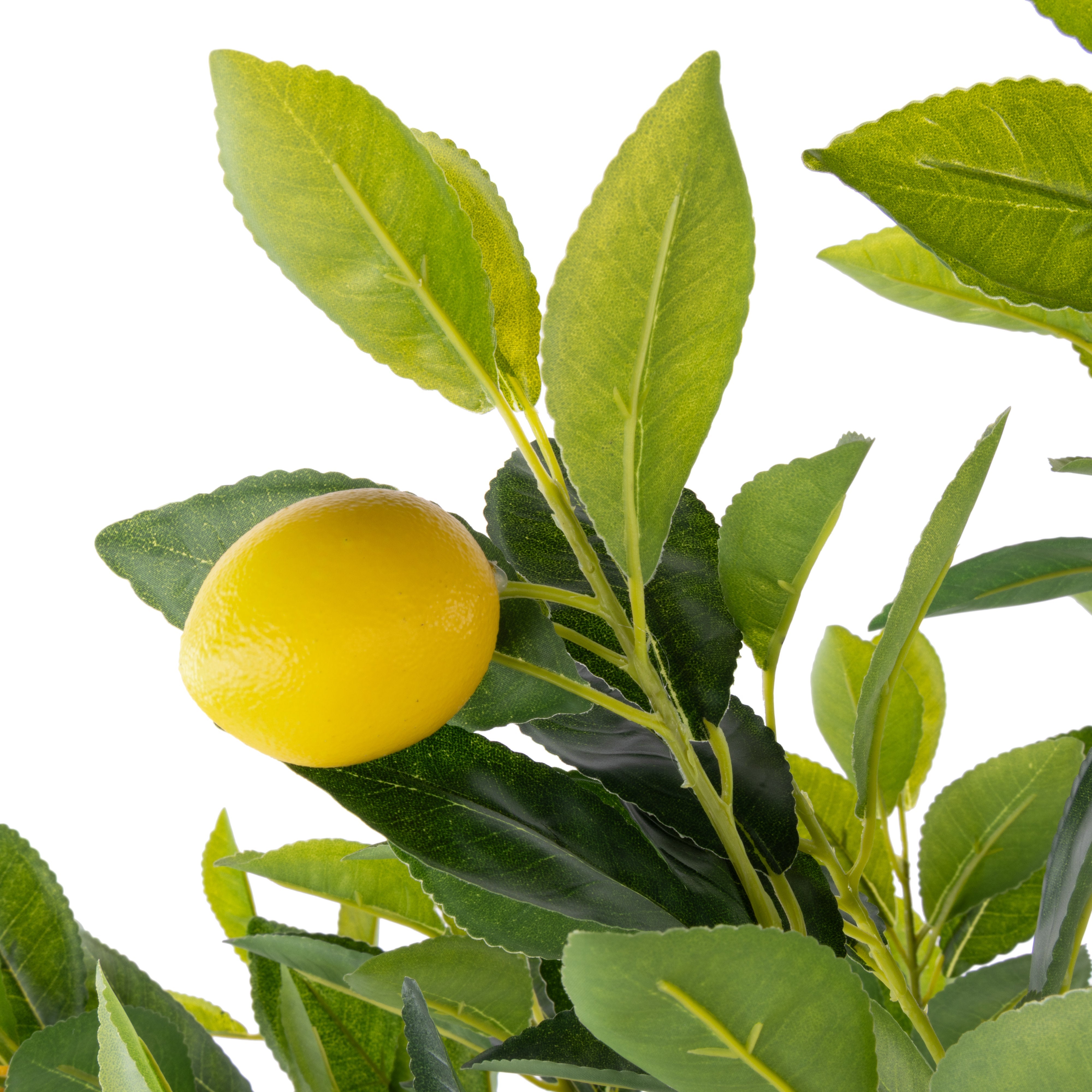 Rogue Lemon Tree Potted
