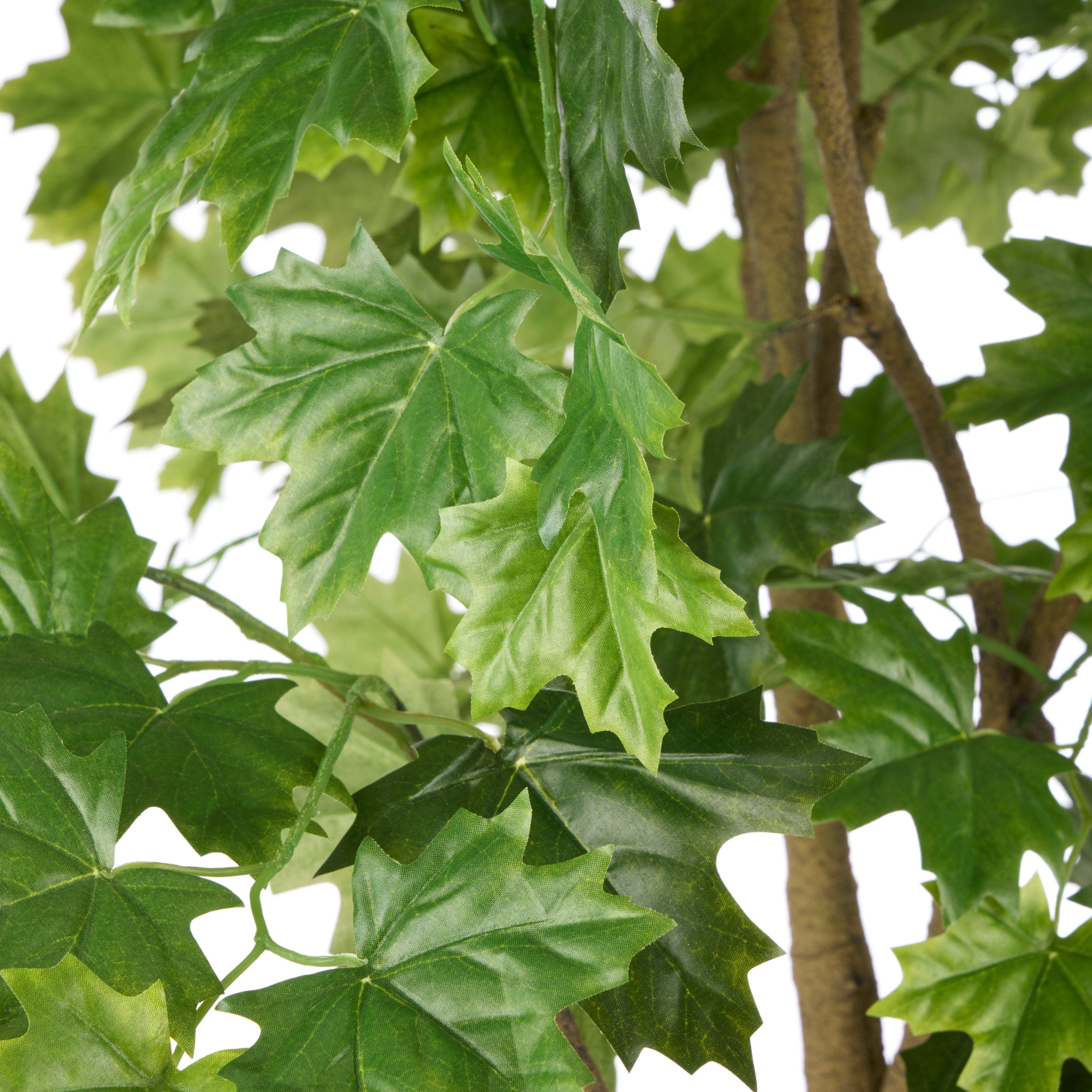 Rogue Maple Tree - Garden Pot 210cm
