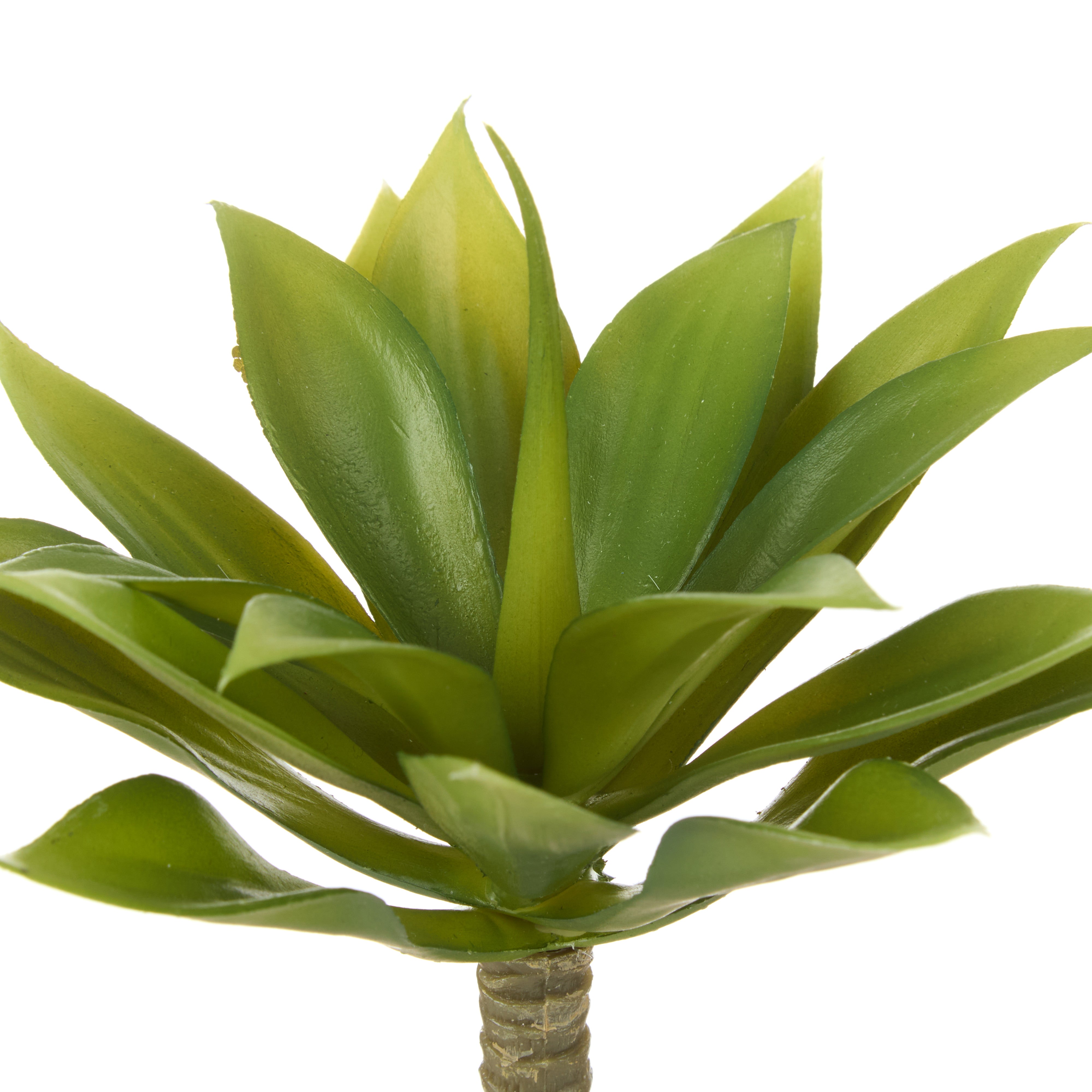Rogue Mini Agave