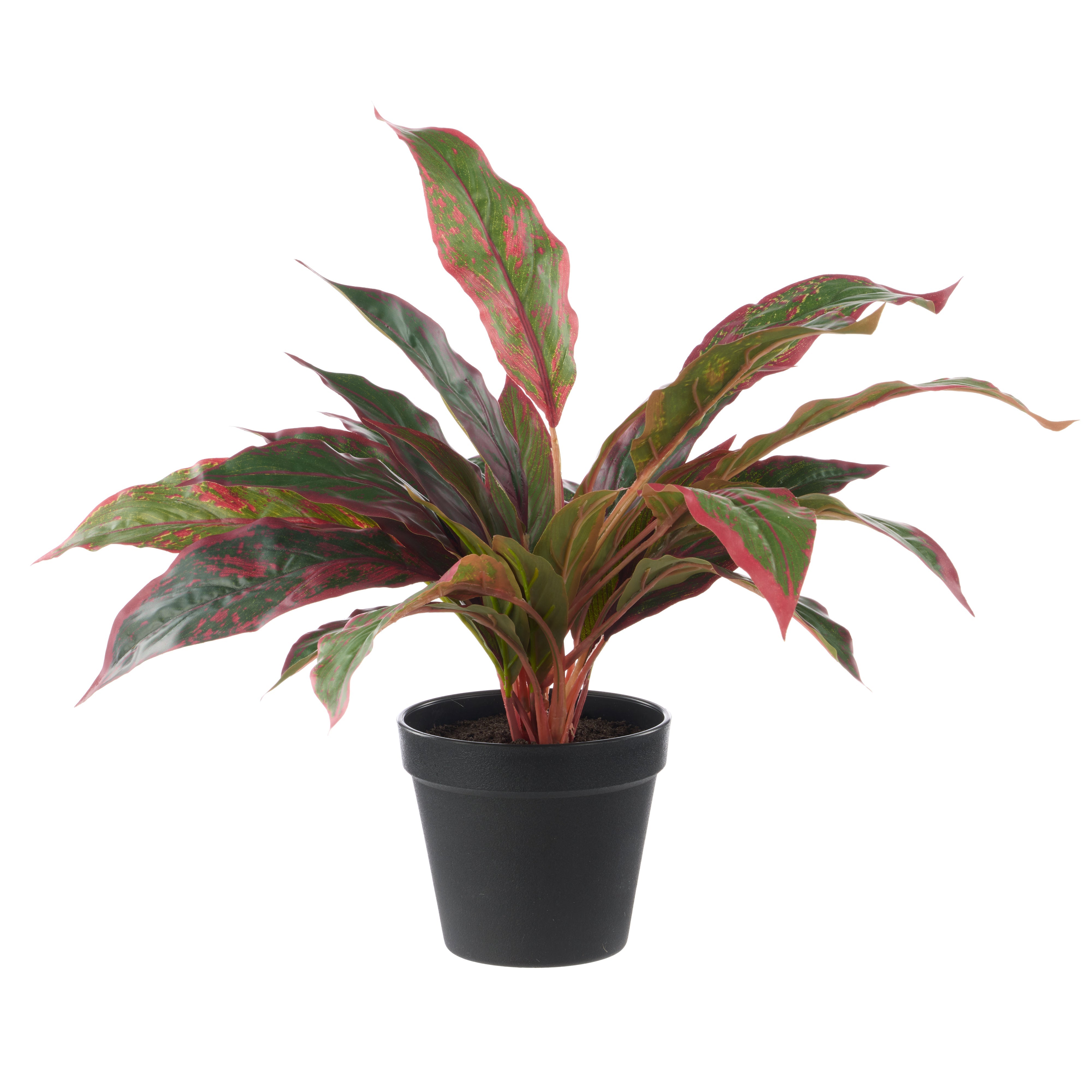 Rogue Cordyline - Garden Pot Red & Green