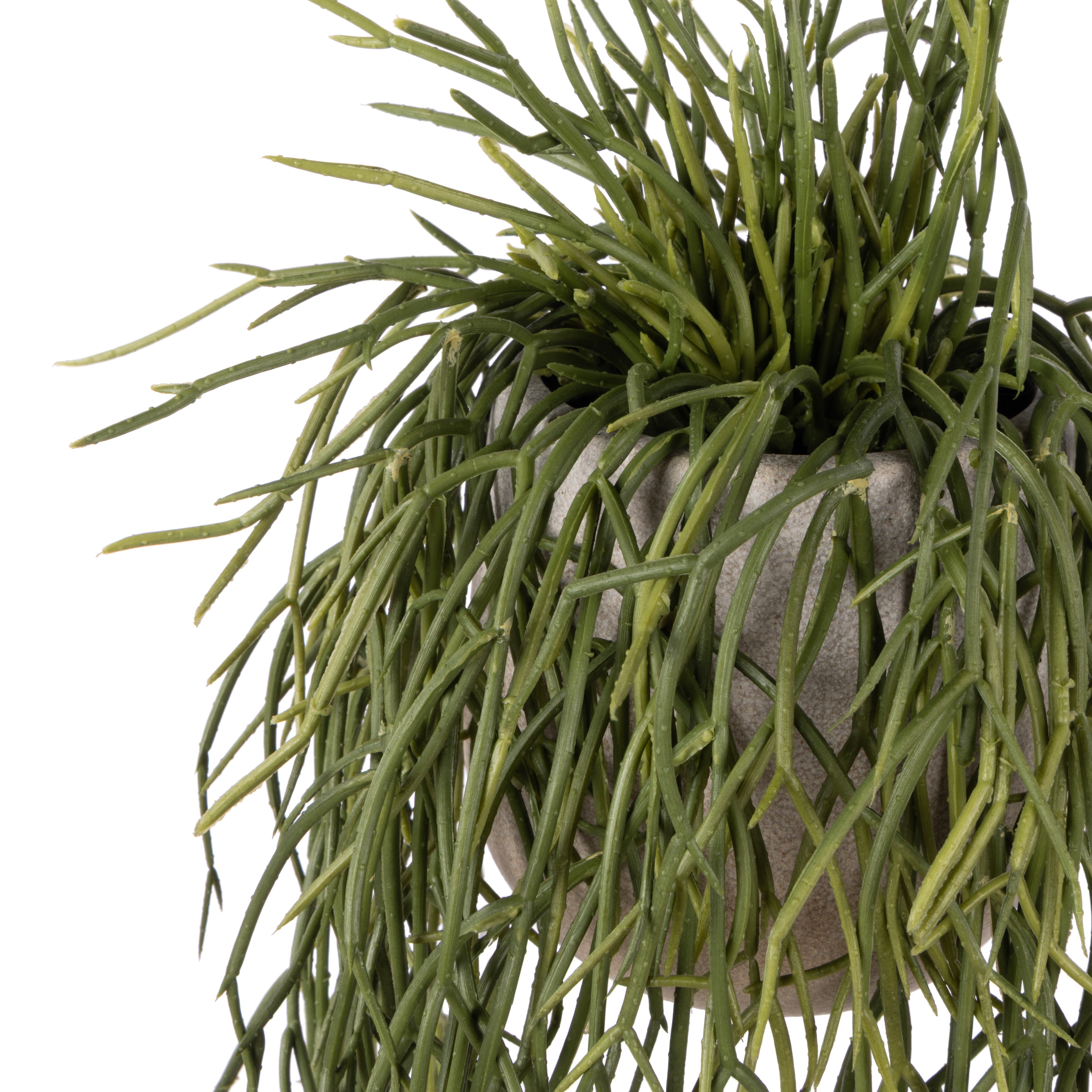 Rogue Mistletoe Cactus Pot 61cm