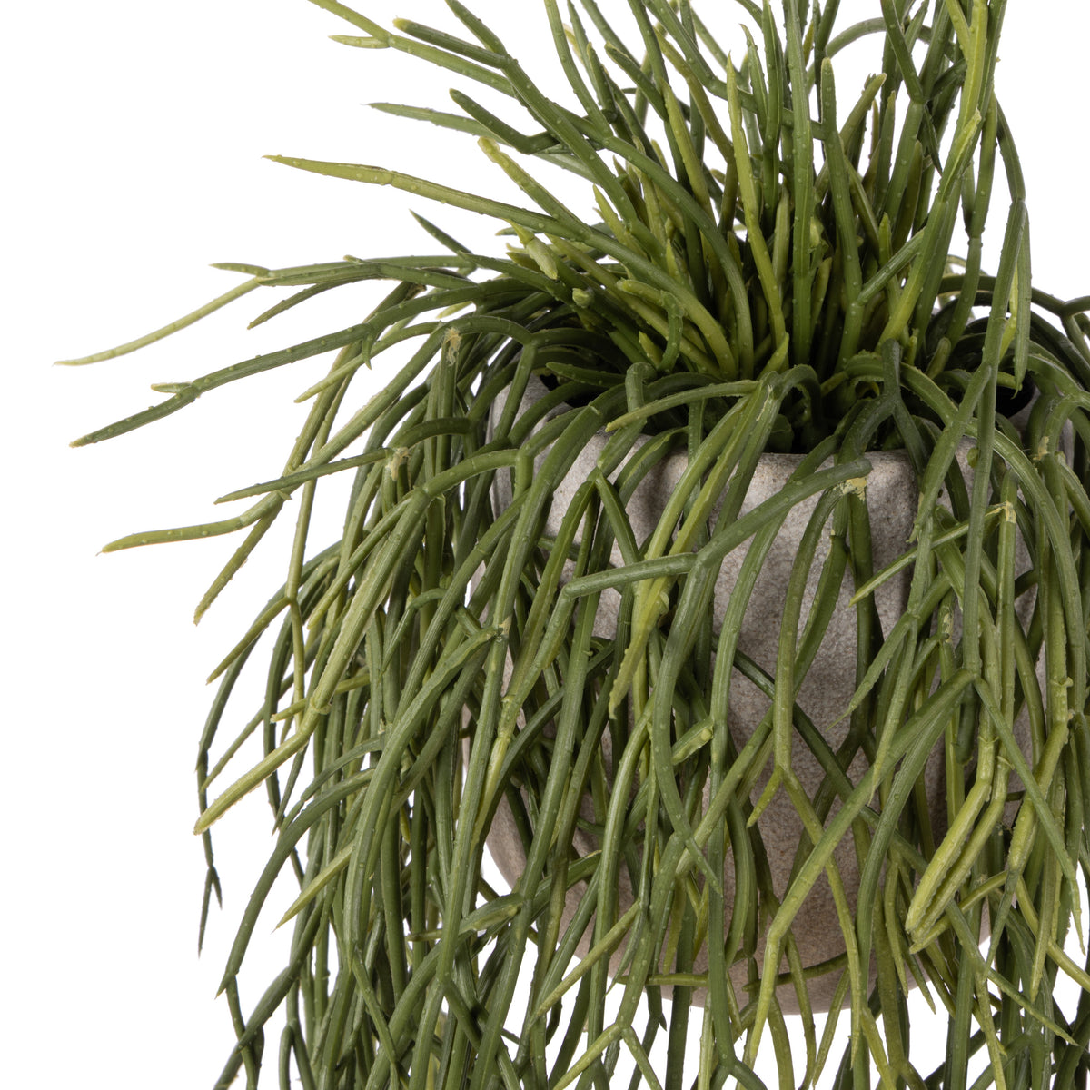 Rogue Mistletoe Cactus Pot 61cm